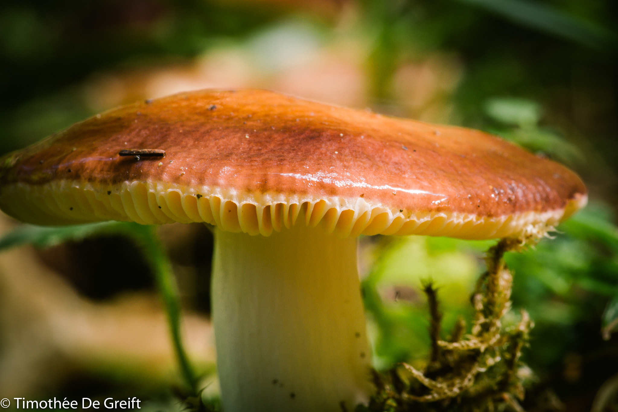 Canon EF 100mm F2.8 Macro USM sample photo. Mushroom in peace photography