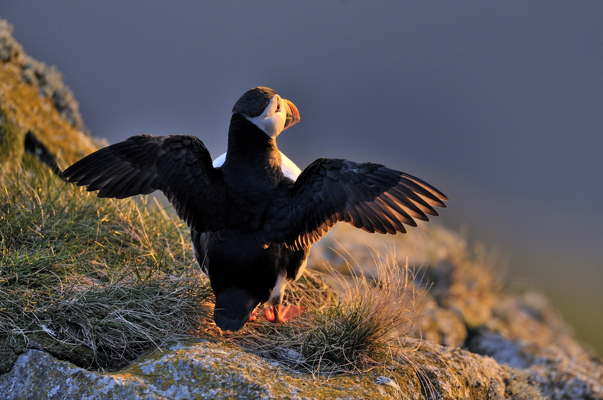 Nikon D3 + Nikon AF-S Nikkor 600mm F4D ED-IF II sample photo. Atlantic puffin photography