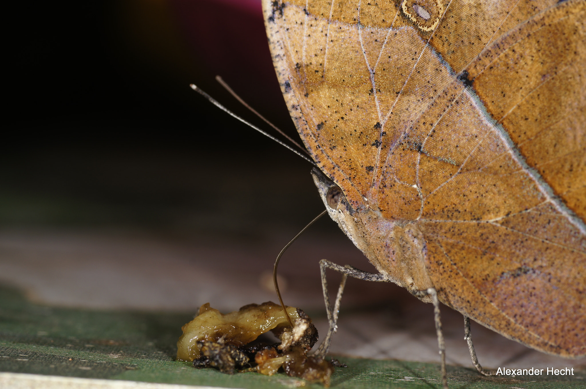 Tamron SP AF 90mm F2.8 Di Macro sample photo. Schmetterling auf banane photography