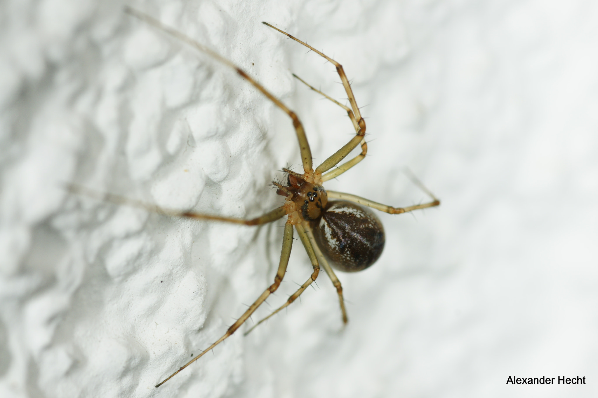 Sony Alpha DSLR-A700 + Tamron SP AF 90mm F2.8 Di Macro sample photo. Spider photography