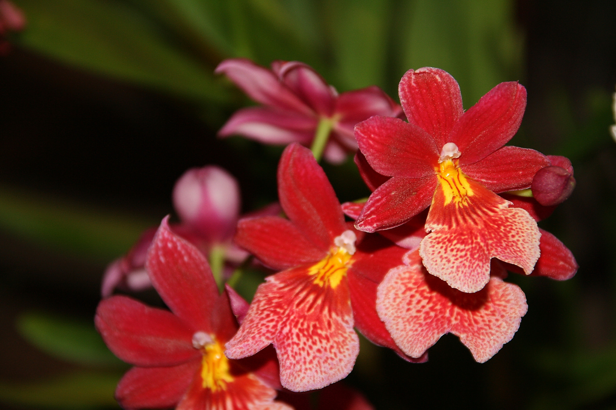Sigma 18-125mm F3.8-5.6 DC OS HSM sample photo. Cambria orchid photography
