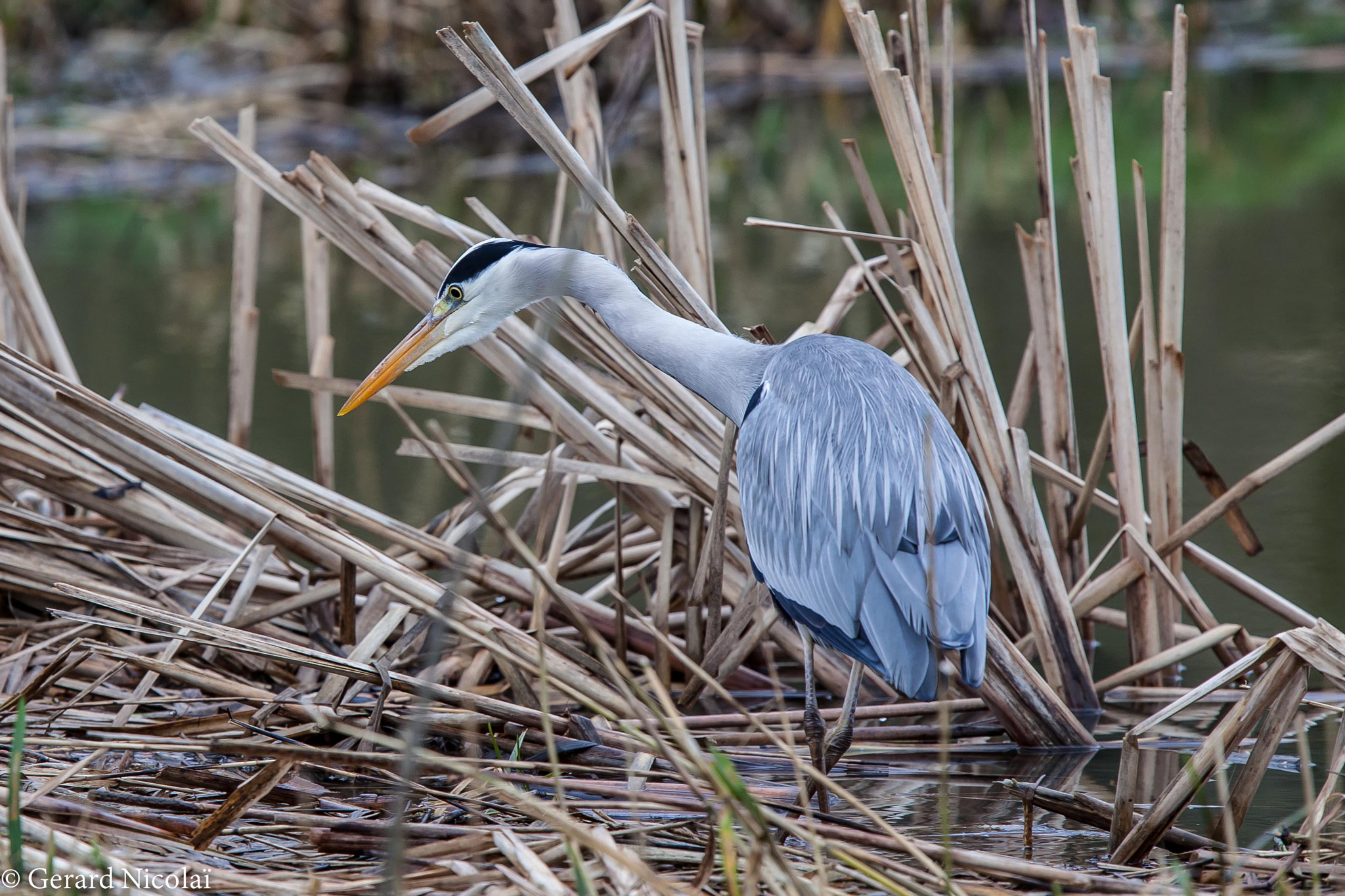 Canon EF 300mm F2.8L IS USM sample photo. Grey heron on the verge of striking photography