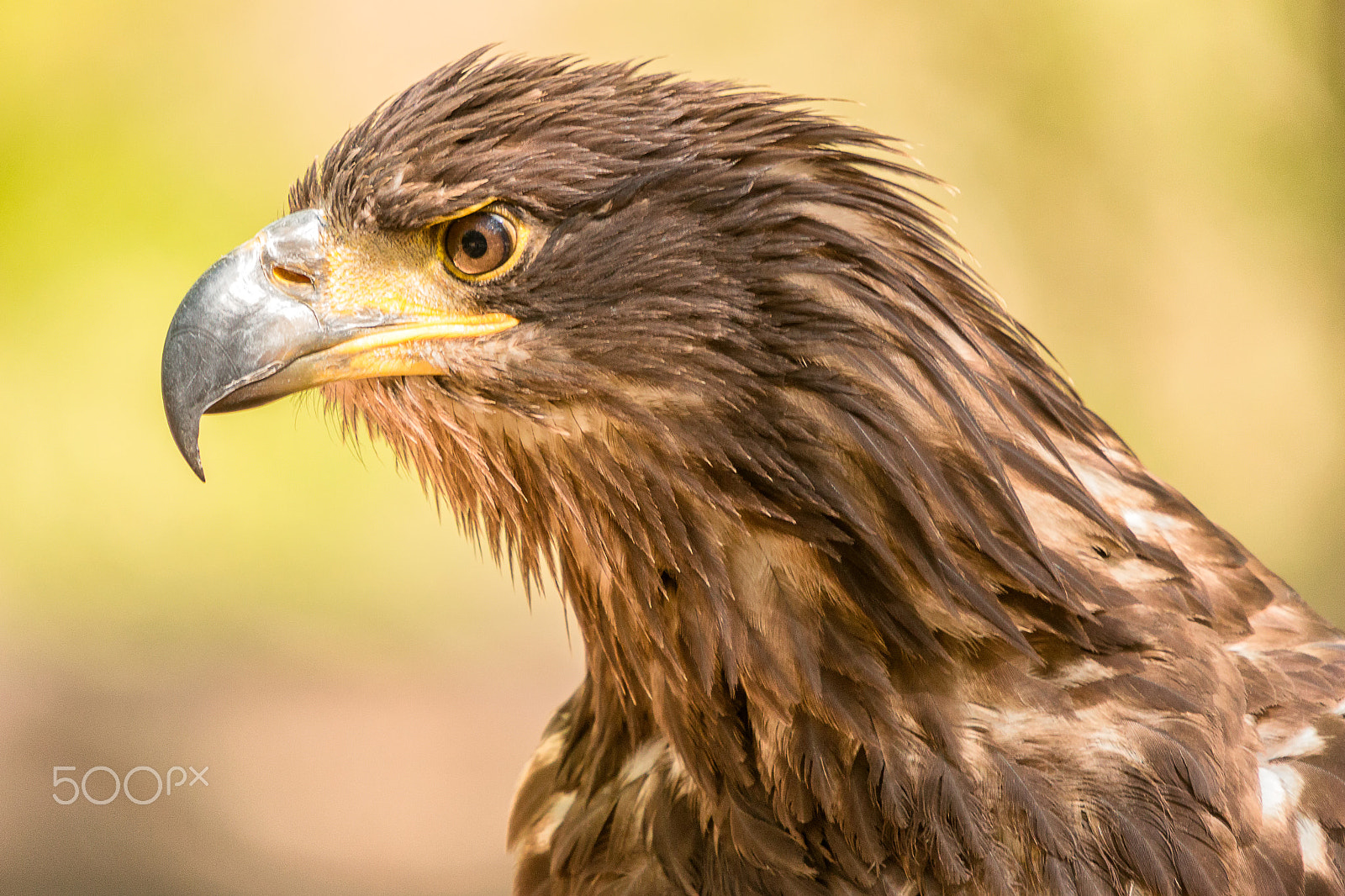 Sigma 50-500mm f/4-6.3 APO HSM EX sample photo. Juvenile bald eagle profile photography