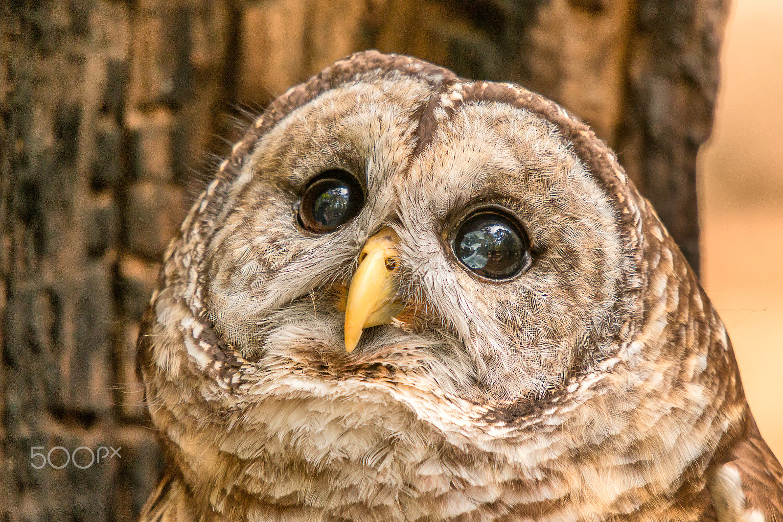Sigma 50-500mm f/4-6.3 APO HSM EX sample photo. Barred owl portrait photography