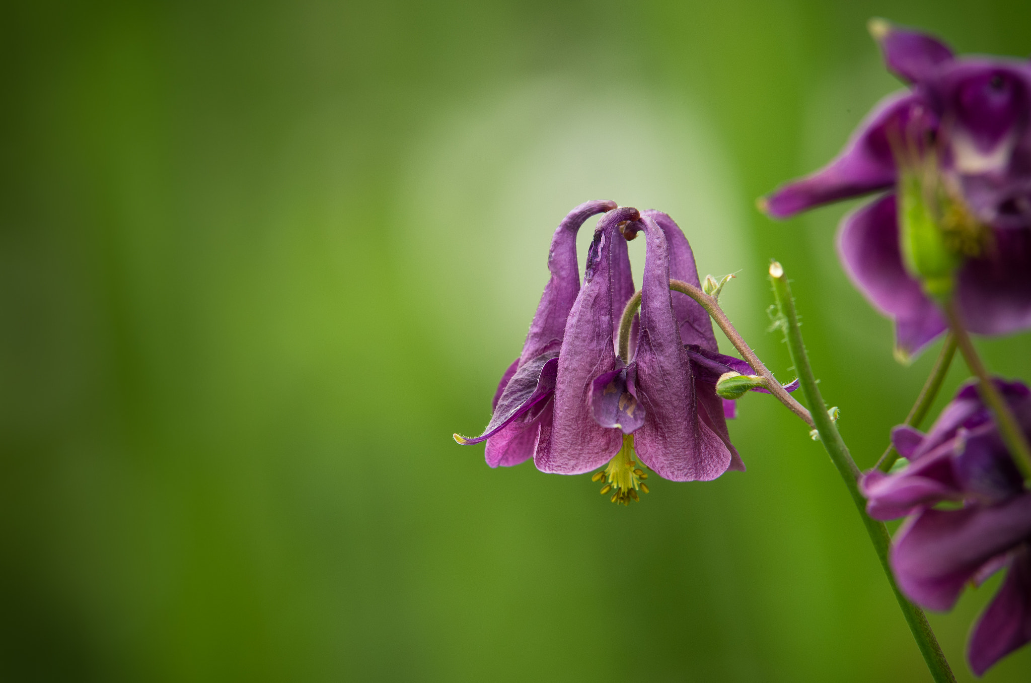 Pentax K-5 sample photo. Bellflower photography