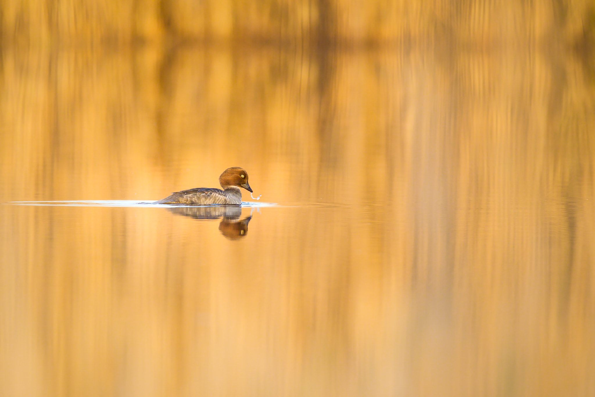 Canon EF 600mm f/4L IS sample photo. Evening light photography