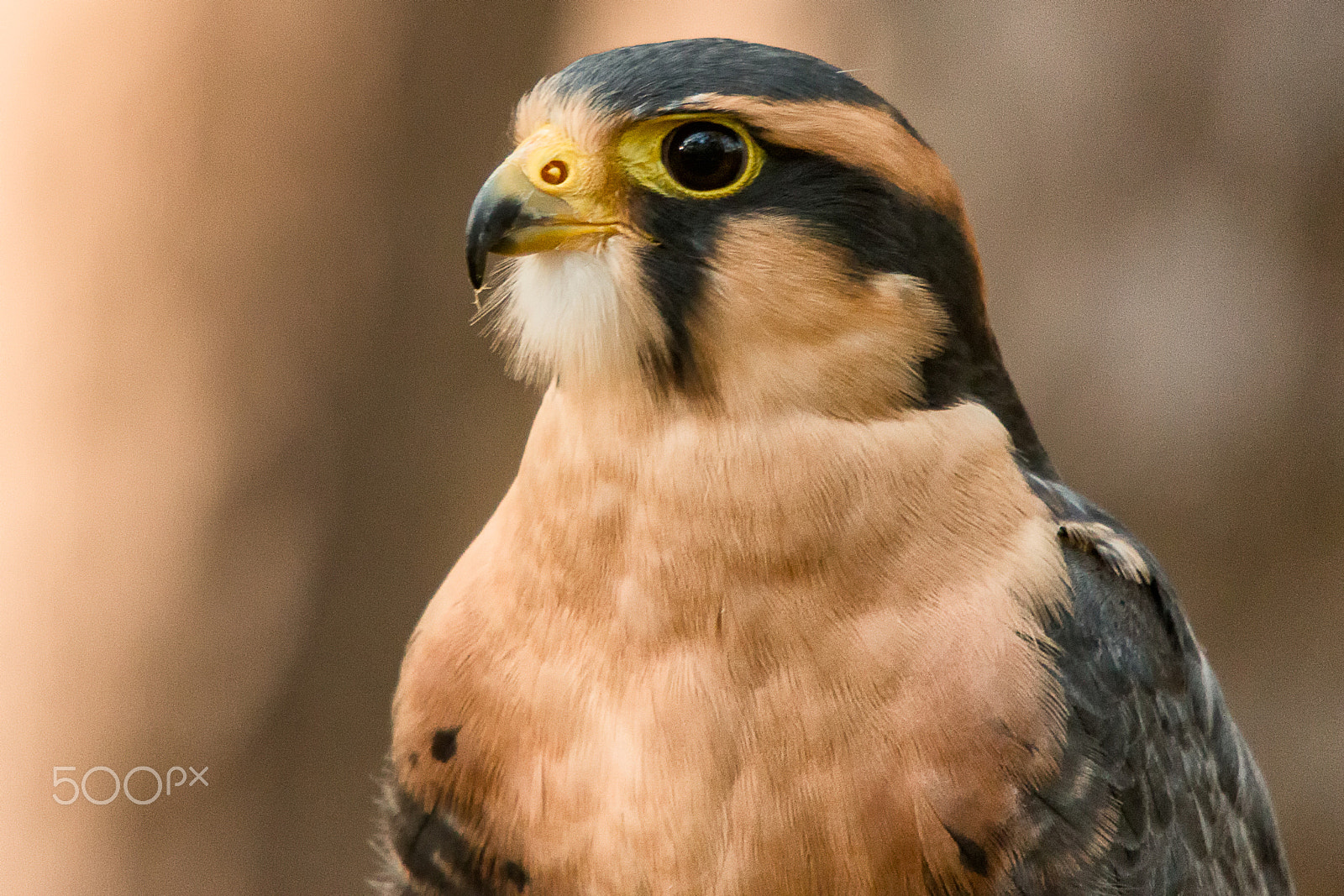 Sigma 50-500mm f/4-6.3 APO HSM EX sample photo. American kestrel profile photography
