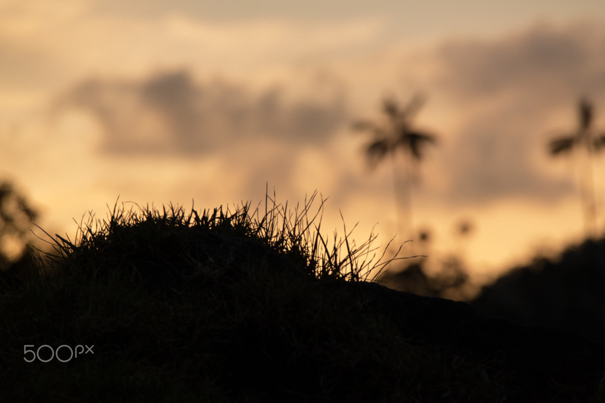 Samsung NX1000 + Samsung NX 50-200mm F4-5.6 ED OIS sample photo. Valley of cocora - quinío (colombia) photography