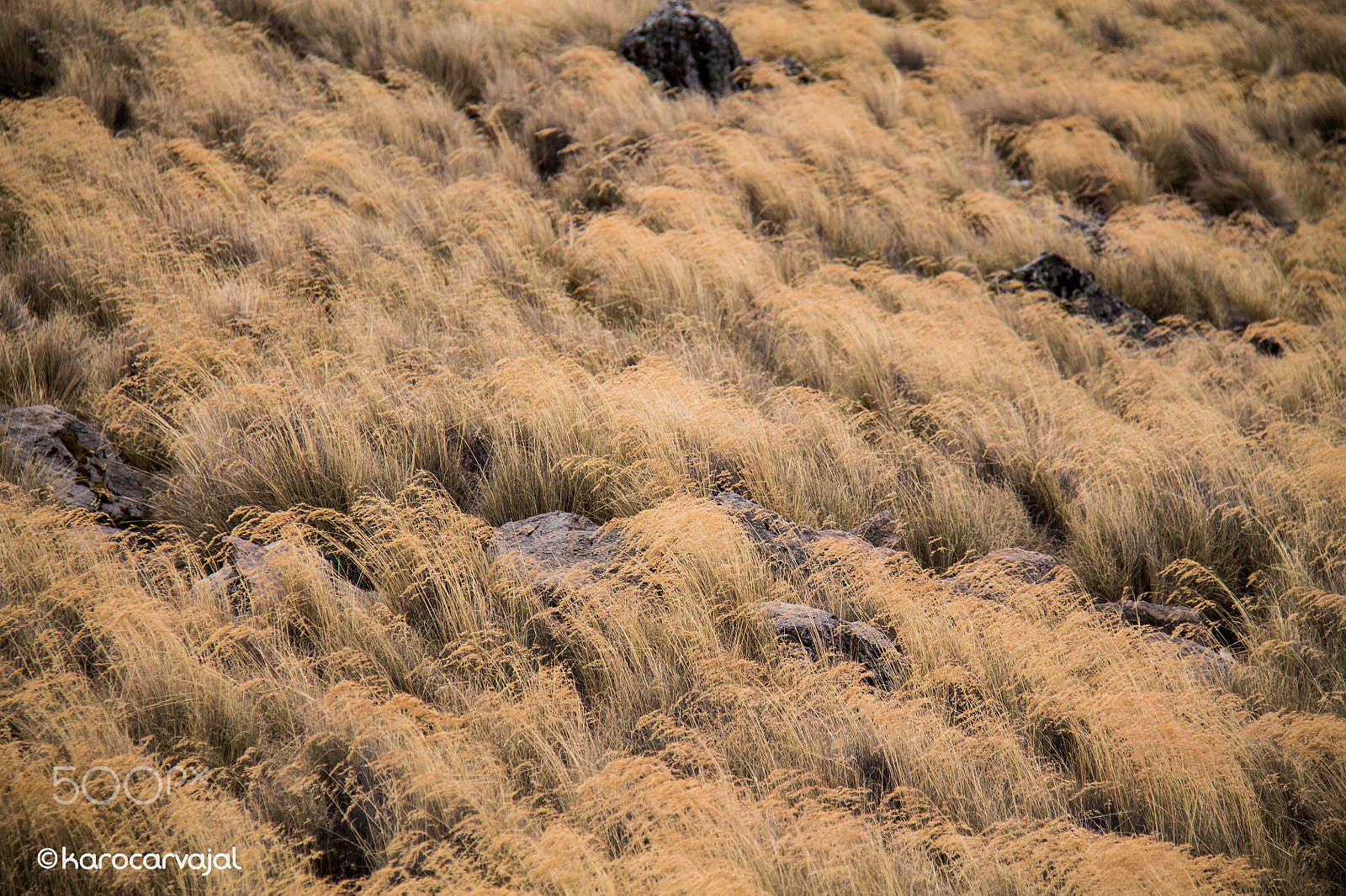 Canon EF-S 18-200mm F3.5-5.6 IS sample photo. Nature painting photography
