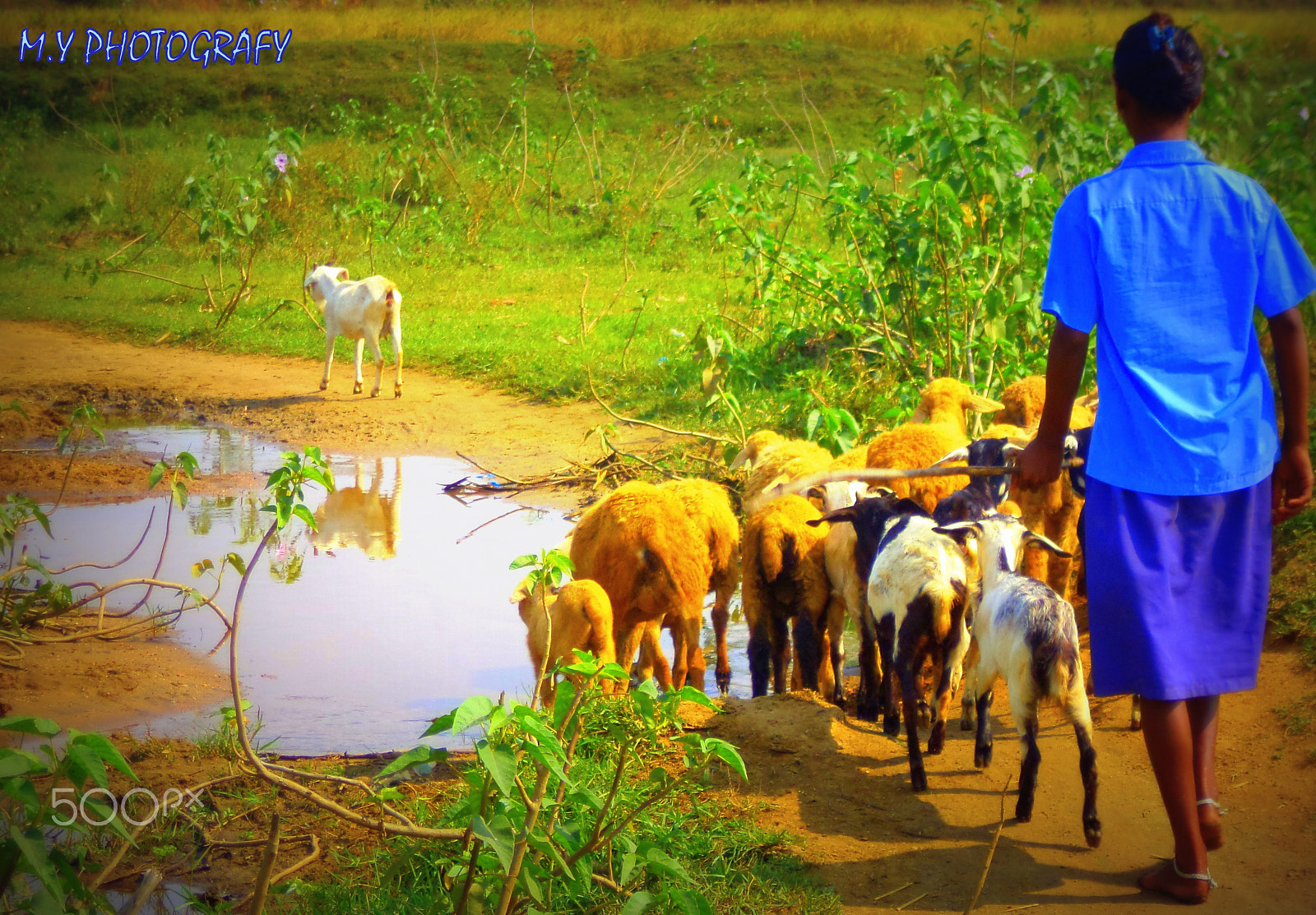 Sony DSC-S5000 sample photo. A part of my  nature photography