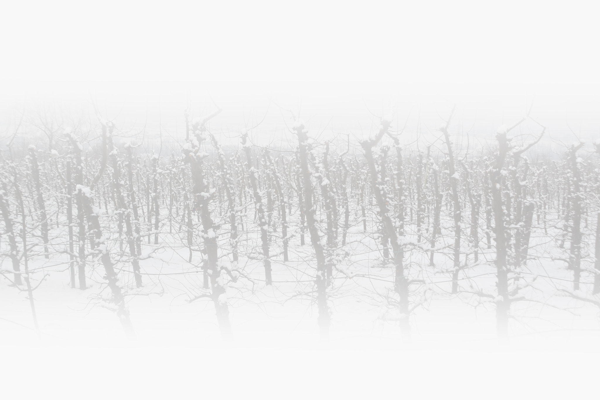 AF Zoom-Nikkor 35-135mm f/3.5-4.5 sample photo. Winter photography