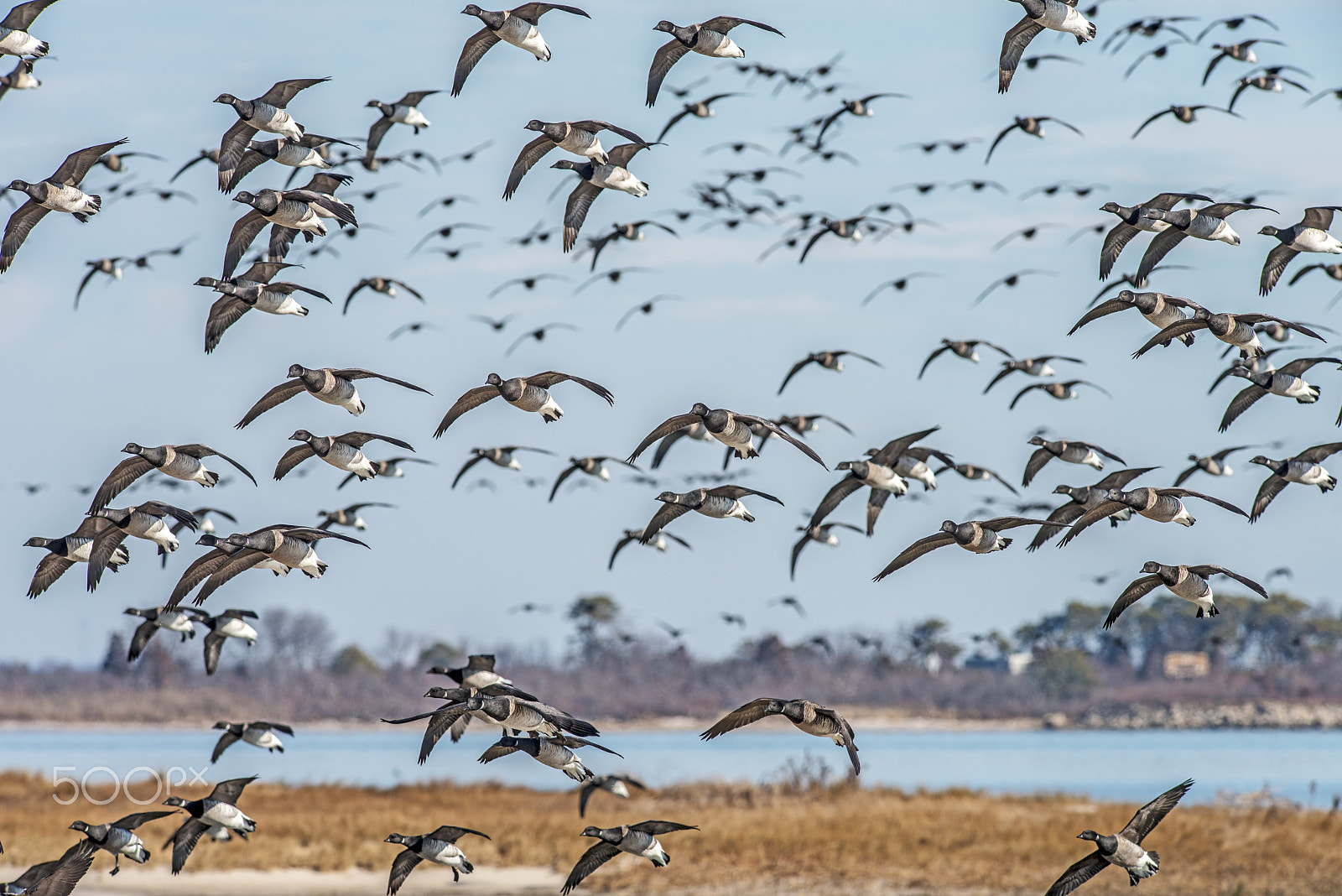 Nikon AF-S Nikkor 300mm F2.8G ED-IF VR sample photo. Brant geese photography