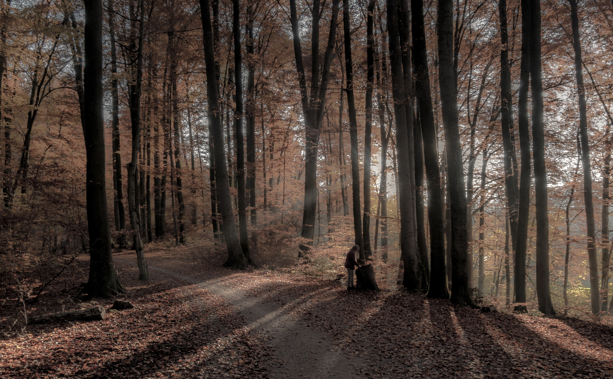 Panasonic Lumix DMC-GX7 sample photo. Wood in fall photography