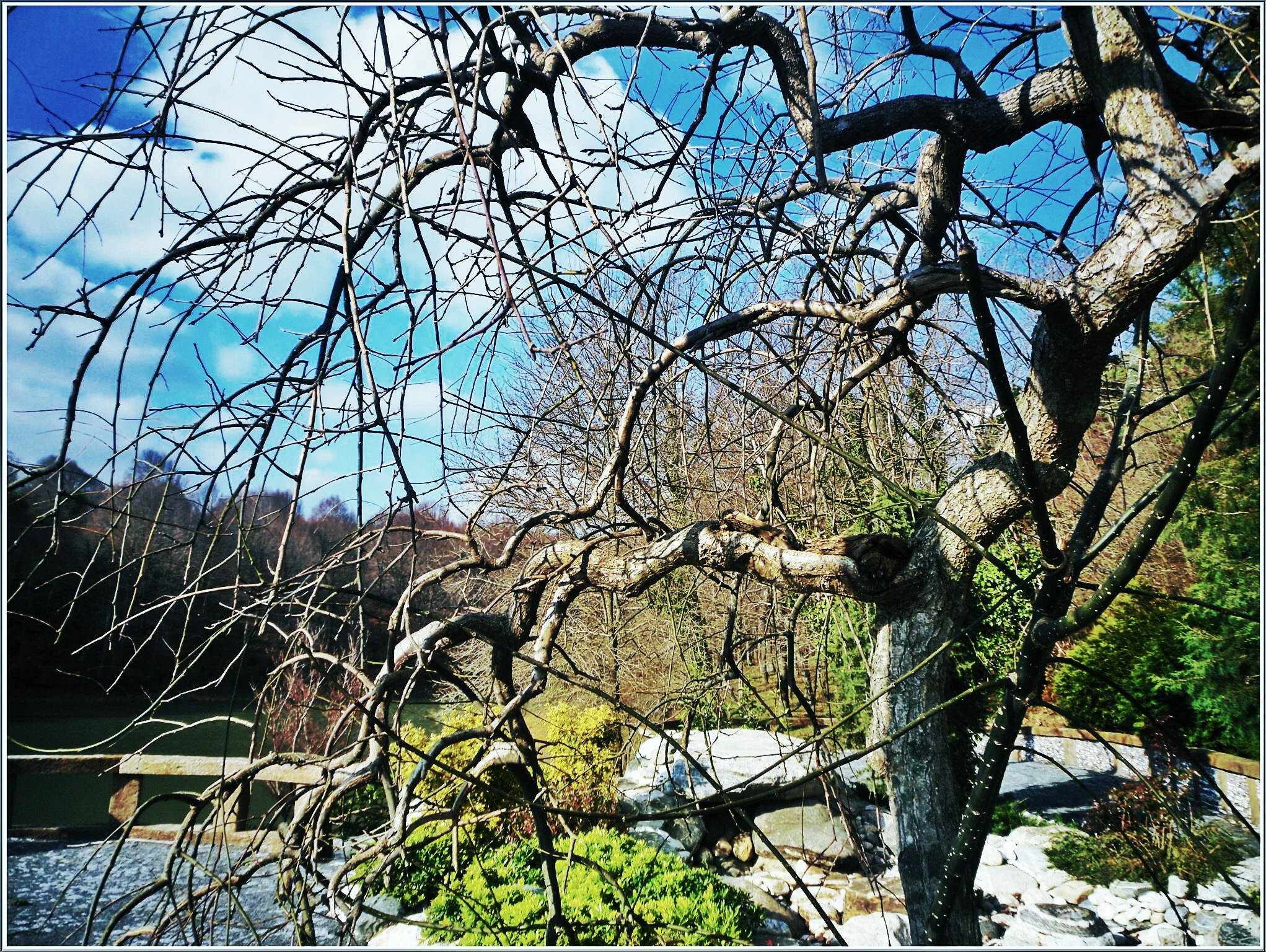 Samsung PL80/VLUU PL80/ SL630/ PL81 sample photo. The tree photography