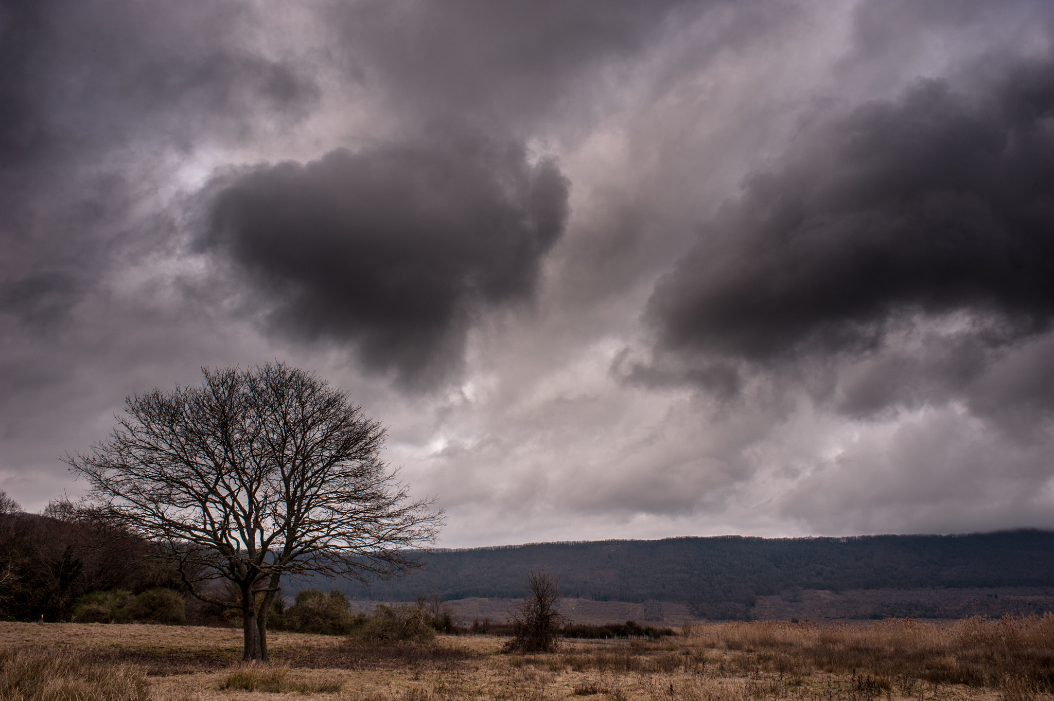 Nikon D3 + Nikon AF Nikkor 28mm F2.8D sample photo. Tree photography