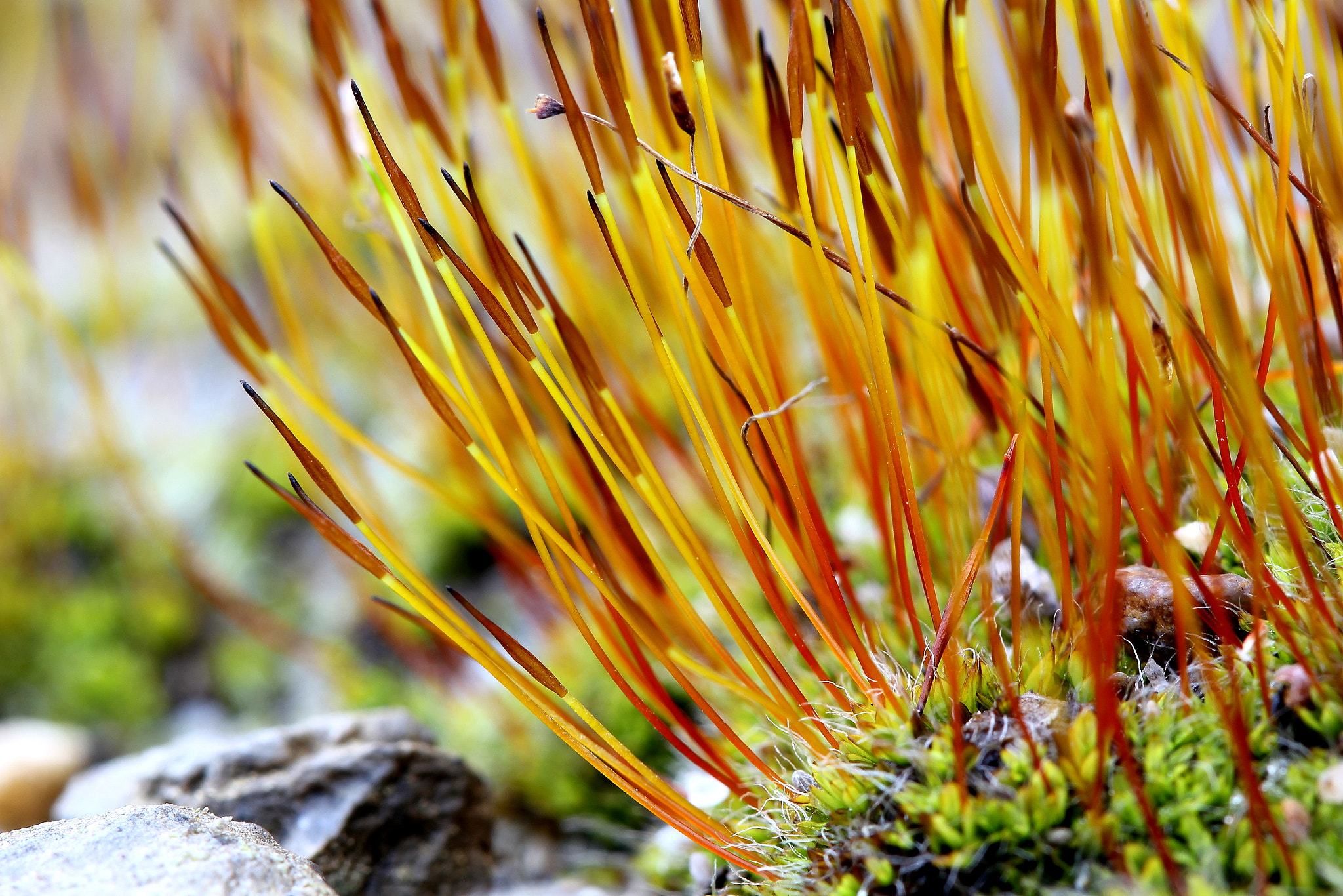 Canon EF 100mm F2.8 Macro USM sample photo. Musgo photography
