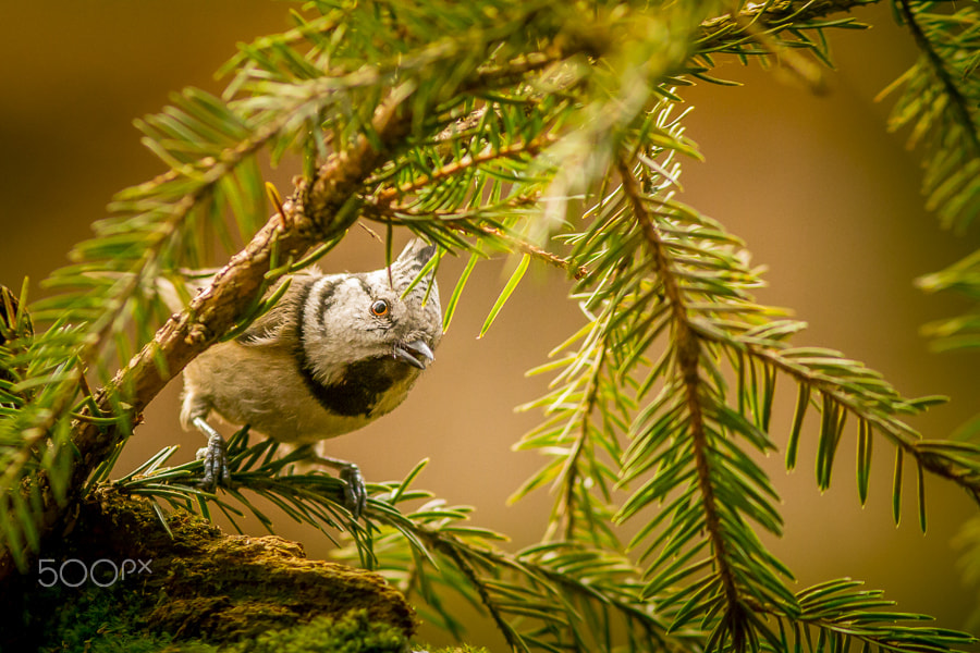 Canon EOS 60D + Canon EF 300mm F4L IS USM sample photo. What's up doc photography