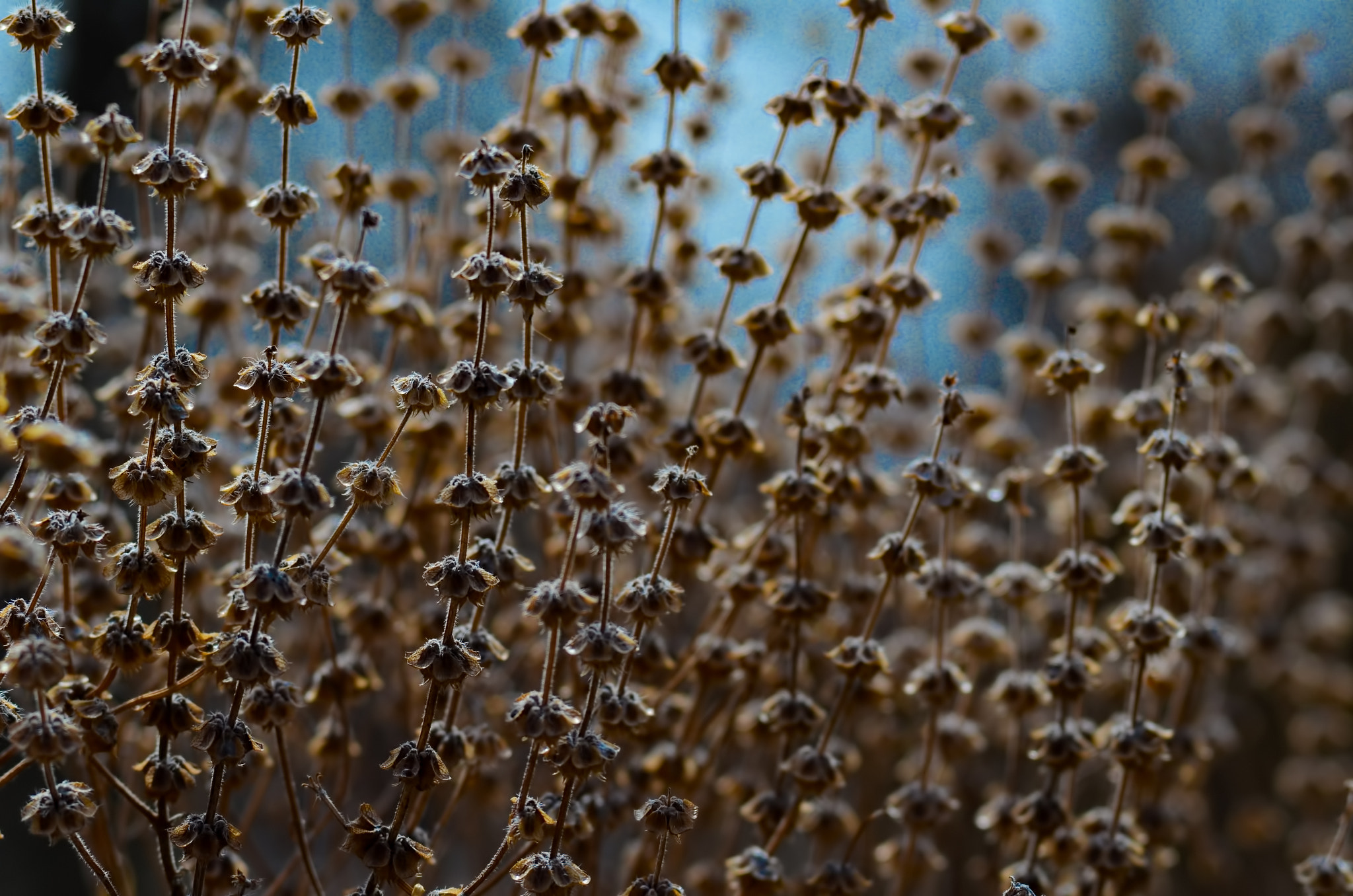 Nikon D7000 + AF Micro-Nikkor 105mm f/2.8 sample photo. Flowers cluster photography