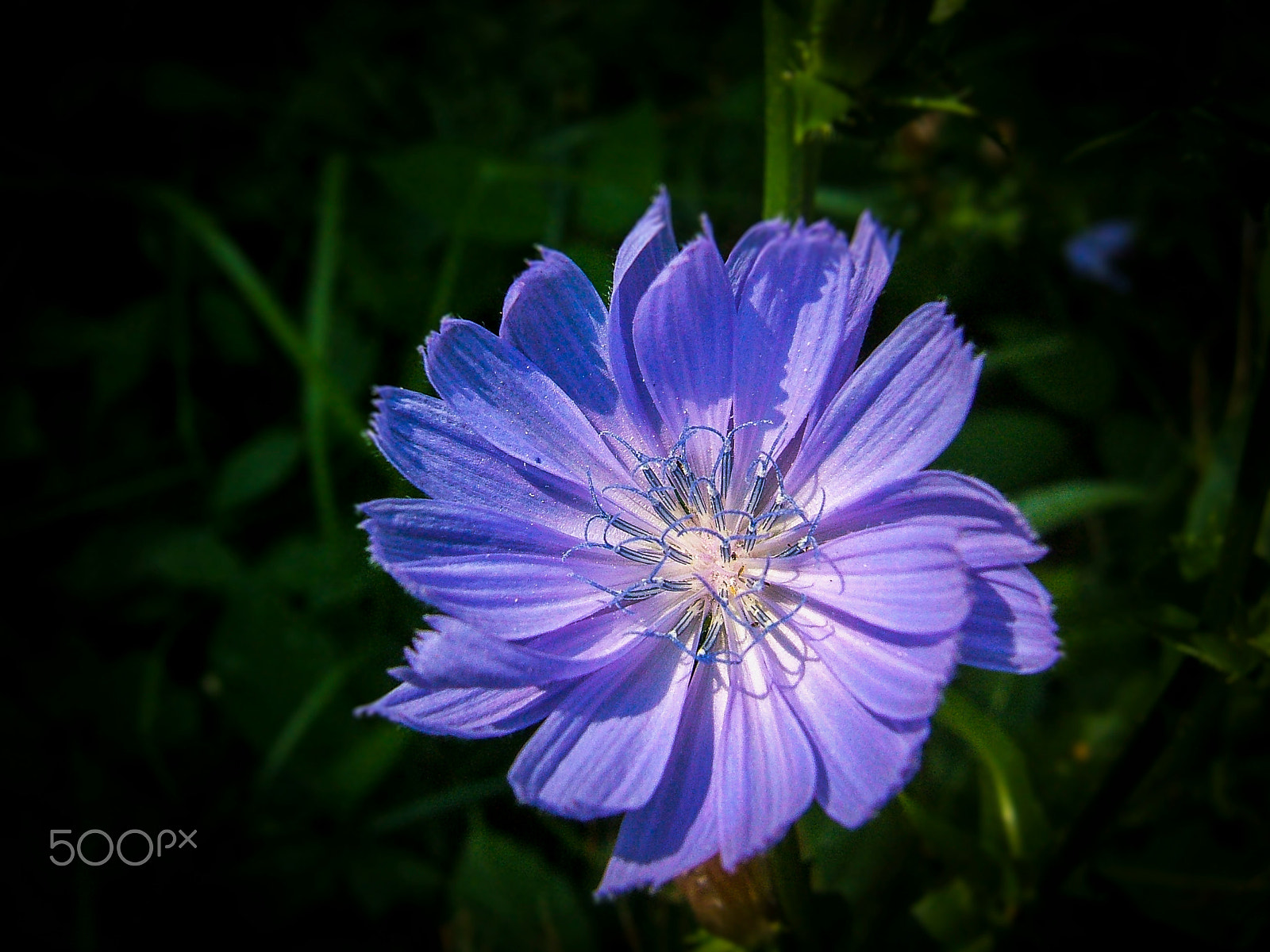 Fujifilm FinePix E550 sample photo. Blue beauty photography
