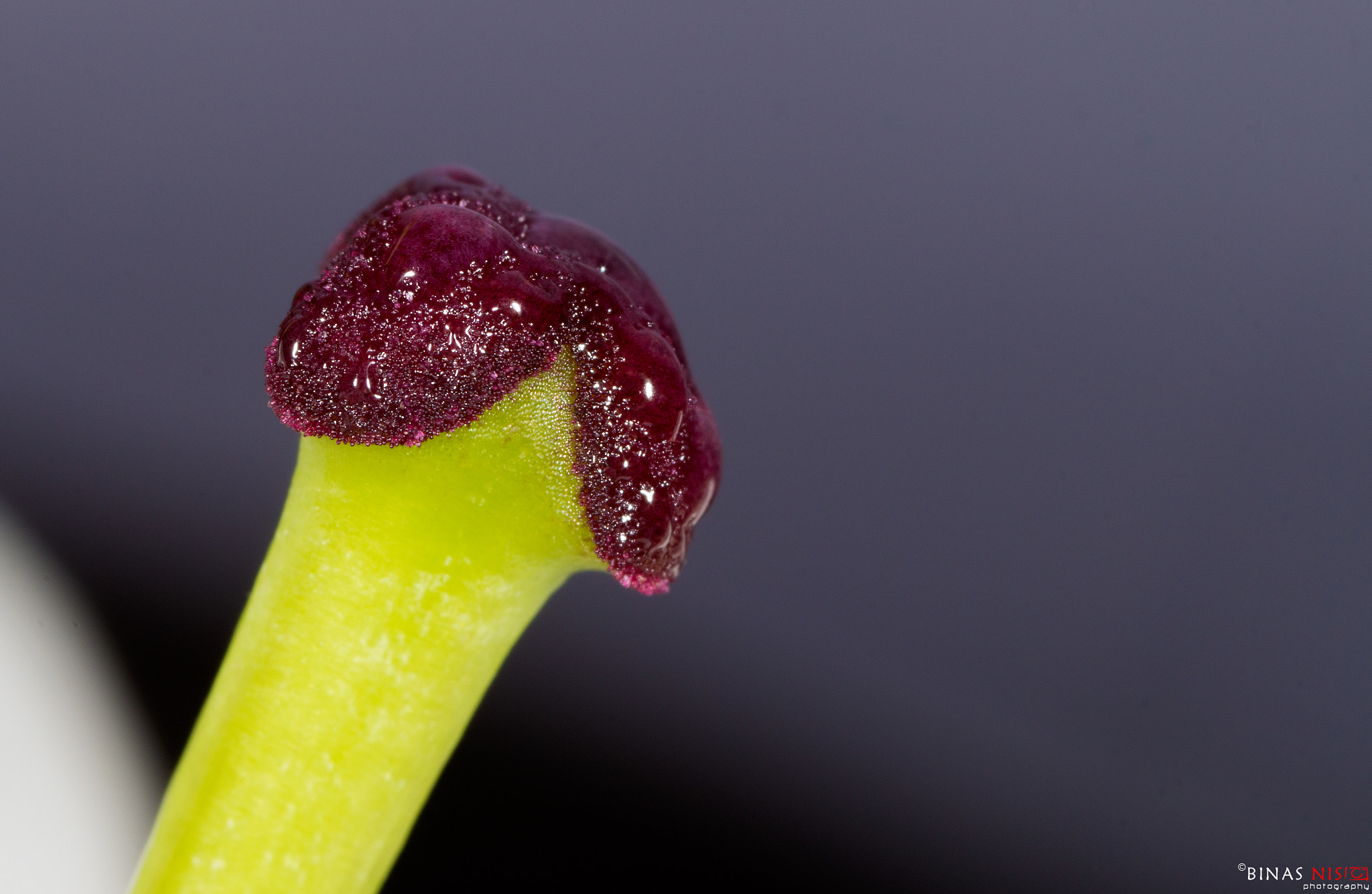 Canon MP-E 65mm F2.5 1-5x Macro Photo sample photo. Lilium photography