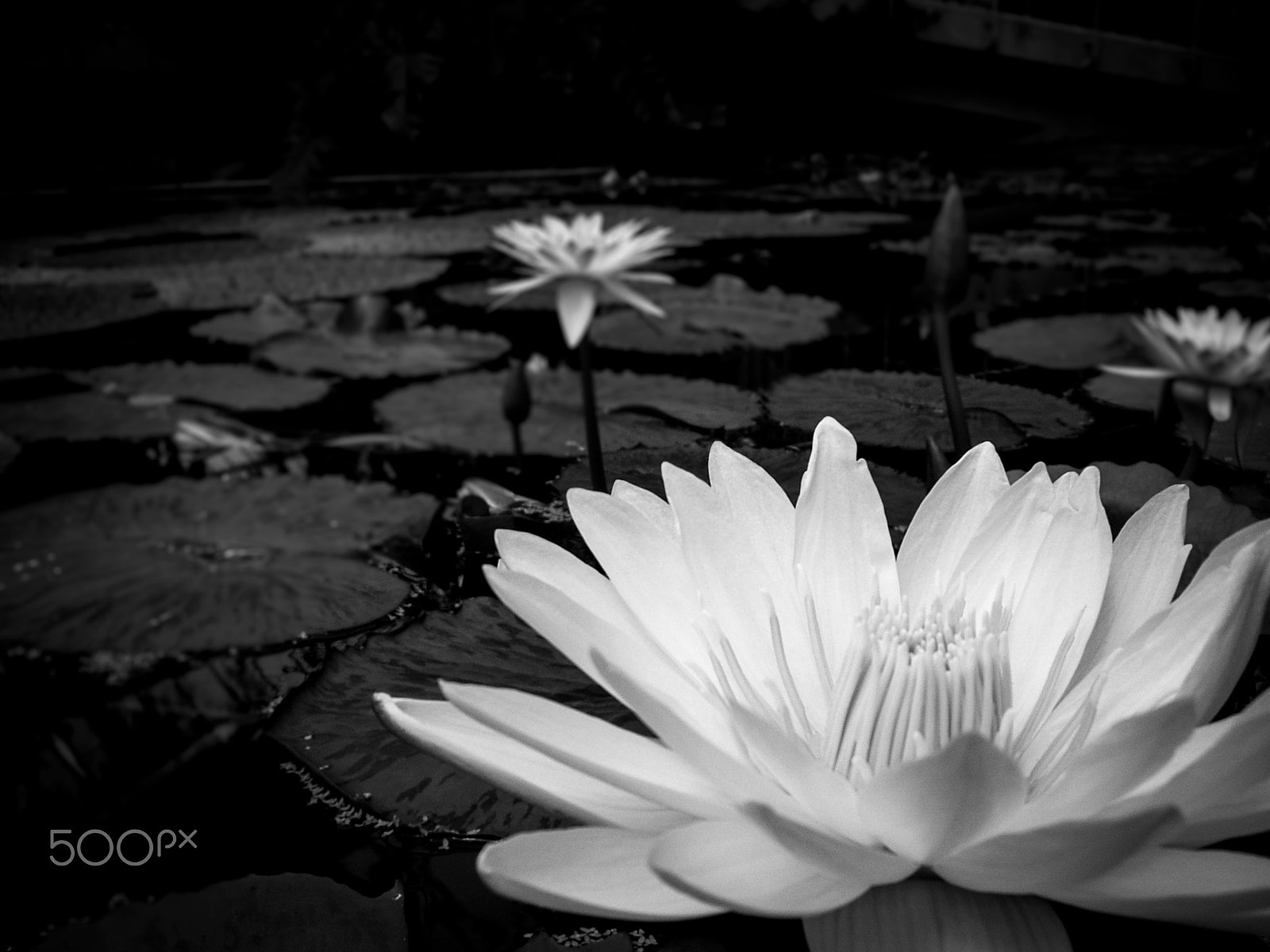 Fujifilm FinePix E550 sample photo. Lillys photography
