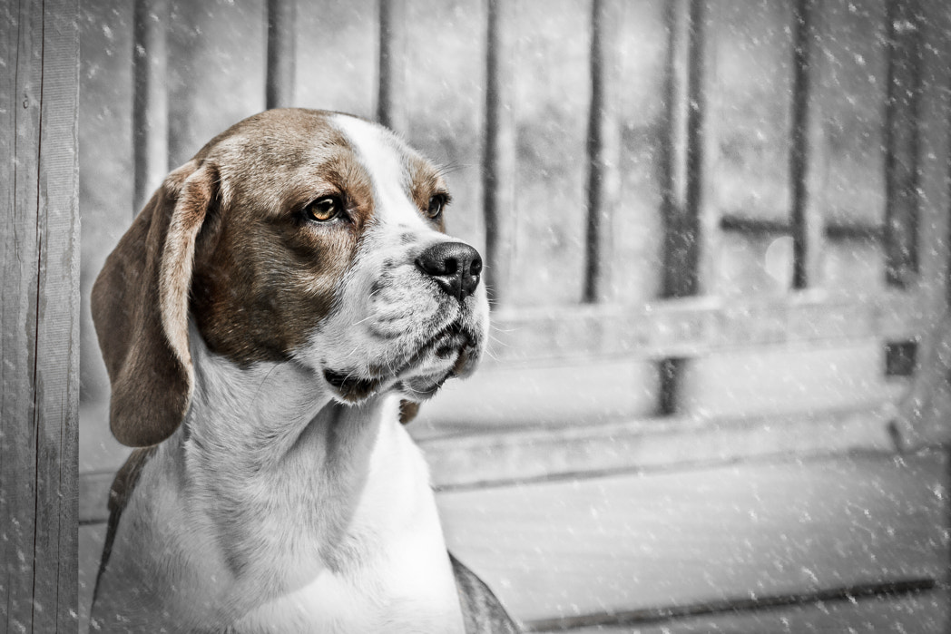 Canon EOS 7D + Canon EF 200mm F2.8L II USM sample photo. Winter beagle. photography