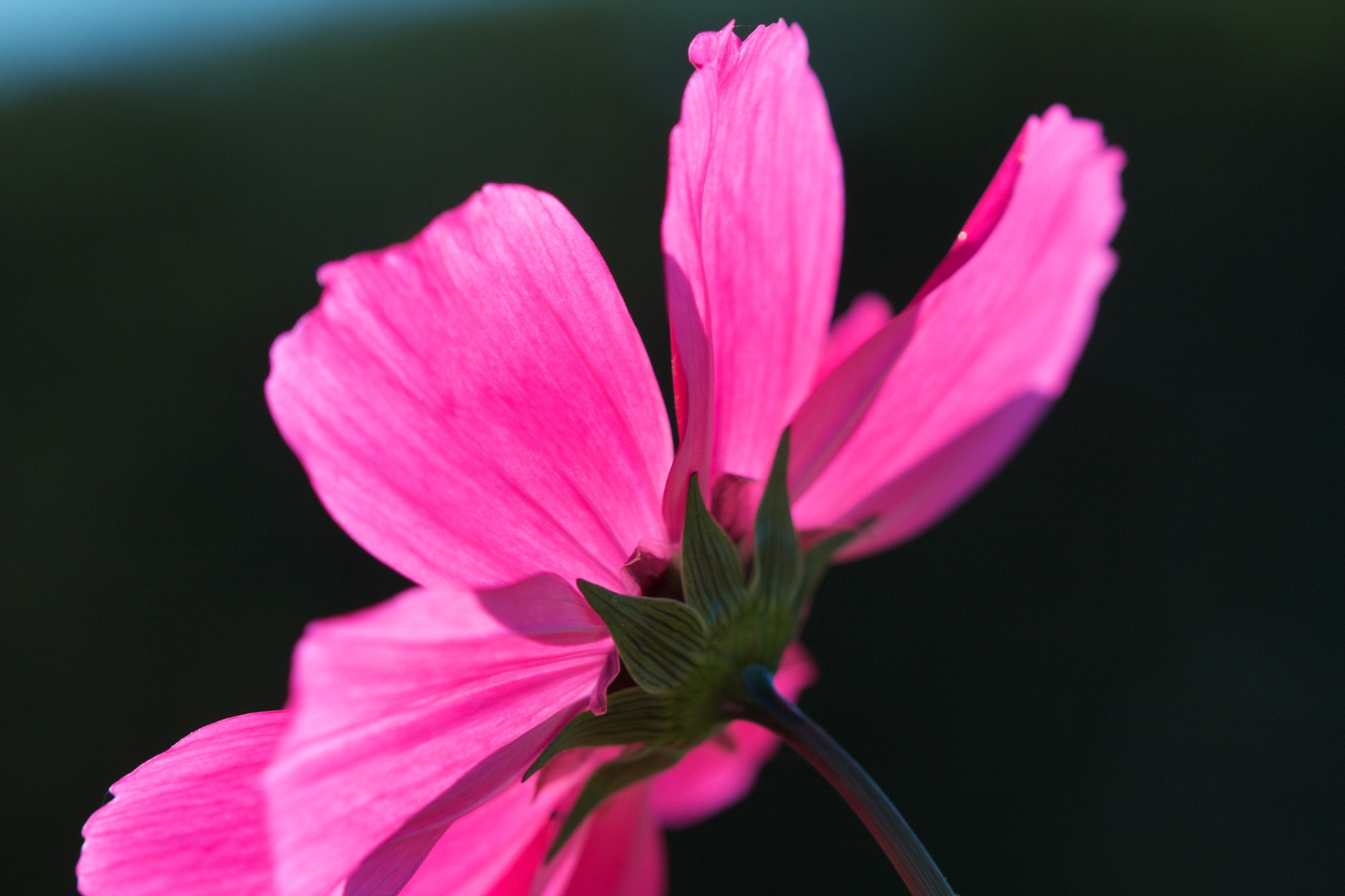 Canon EOS 550D (EOS Rebel T2i / EOS Kiss X4) + Canon EF 100mm F2.8 Macro USM sample photo. Beautiful flower photography