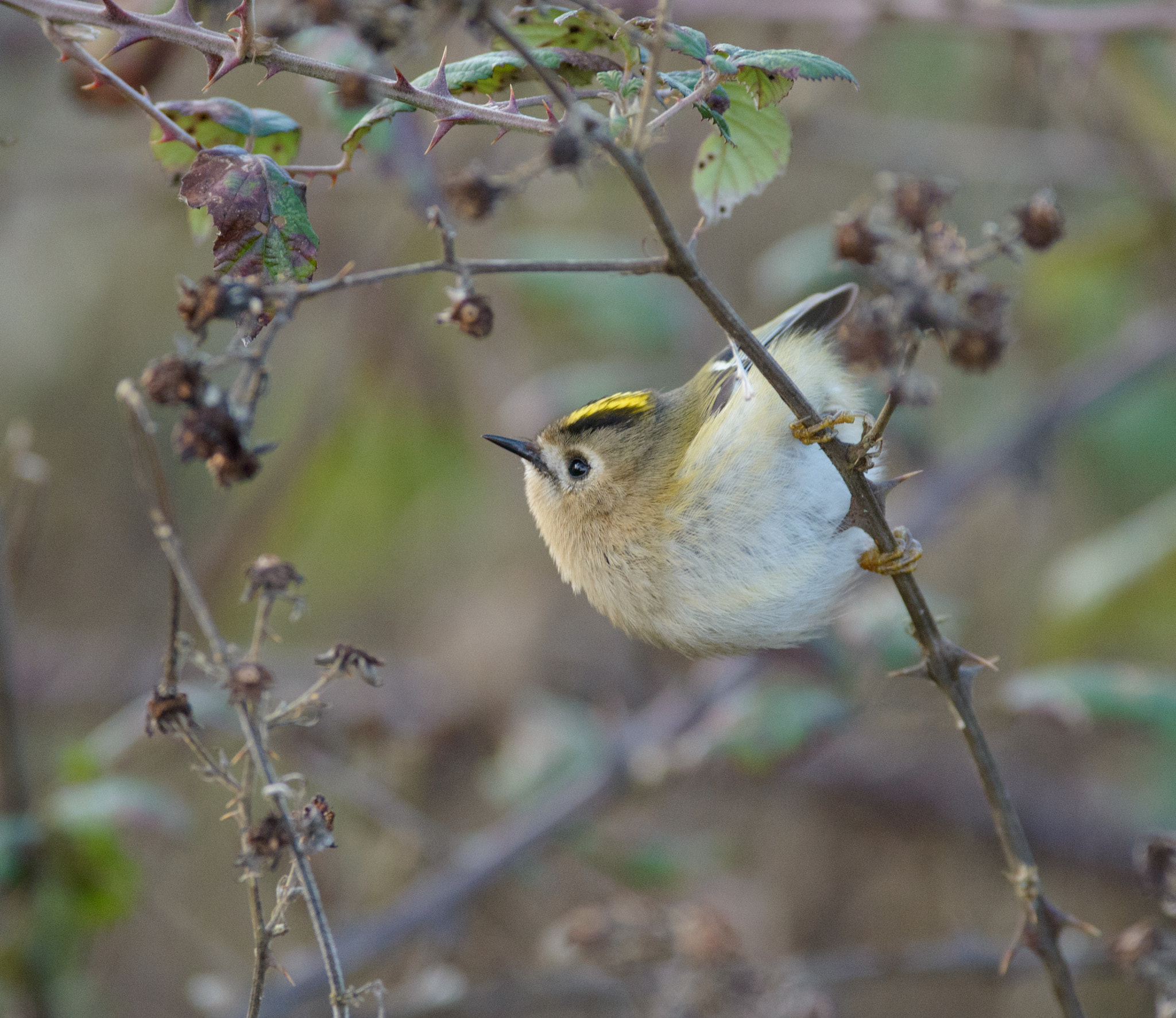 AF-S Nikkor 300mm f/2.8D IF-ED II sample photo. Goldcrest photography