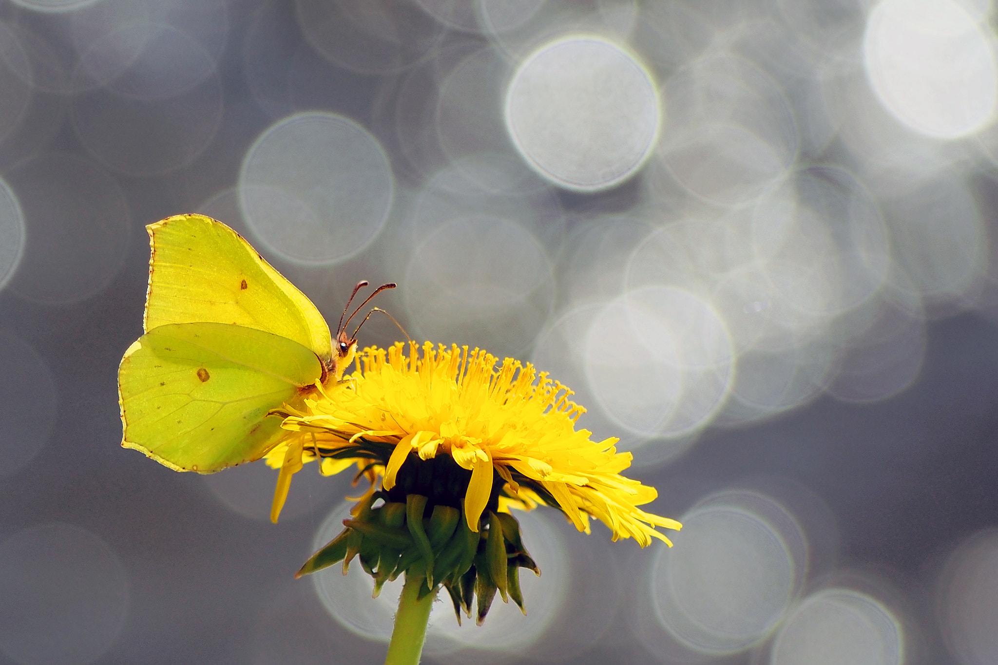 Olympus PEN E-PM2 sample photo. Yellow photography