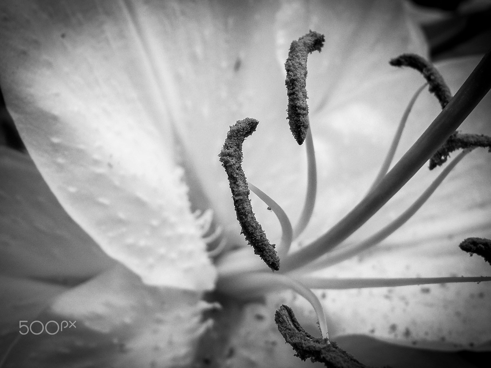 Fujifilm FinePix E550 sample photo. Inside flower photography