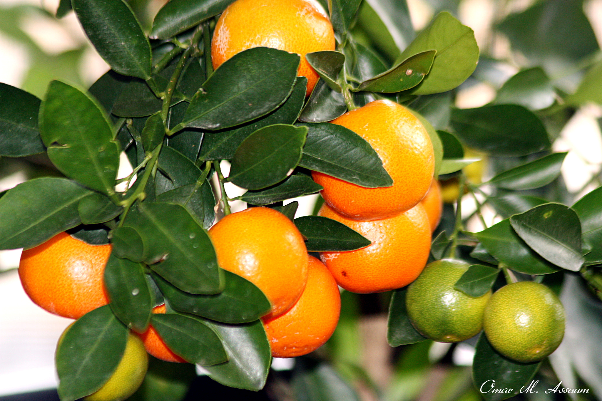 Canon EF 75-300mm F4.0-5.6 IS USM sample photo. Ripe & juicy photography