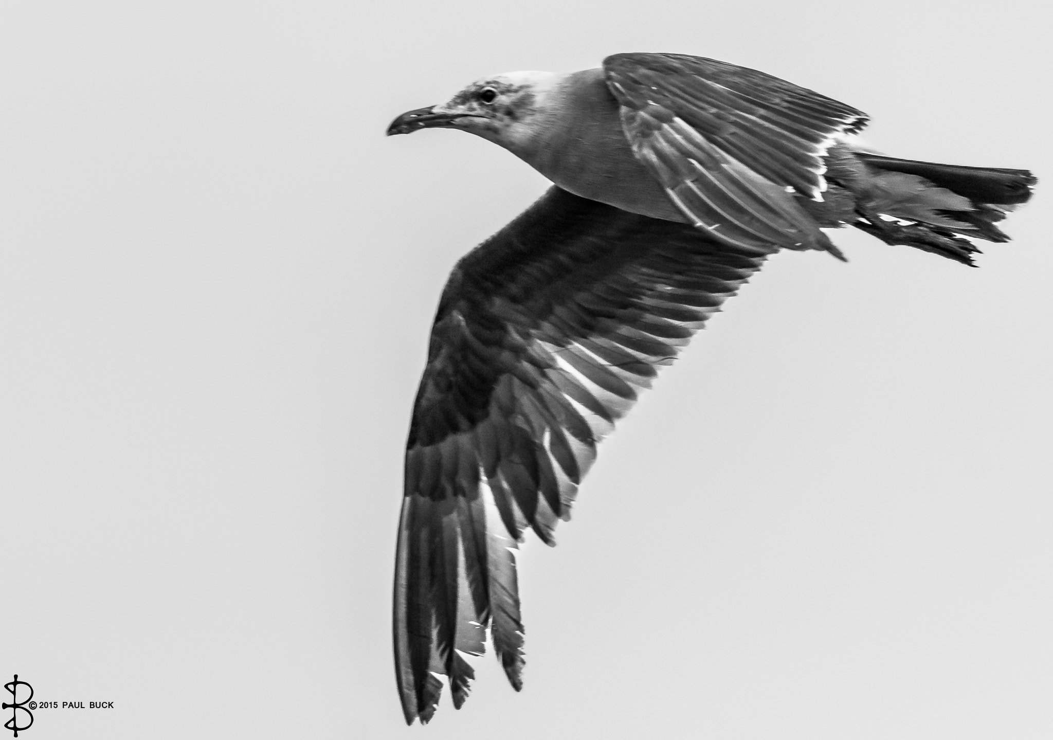Tamron SP 150-600mm F5-6.3 Di VC USD sample photo. Seagull in black and white photography