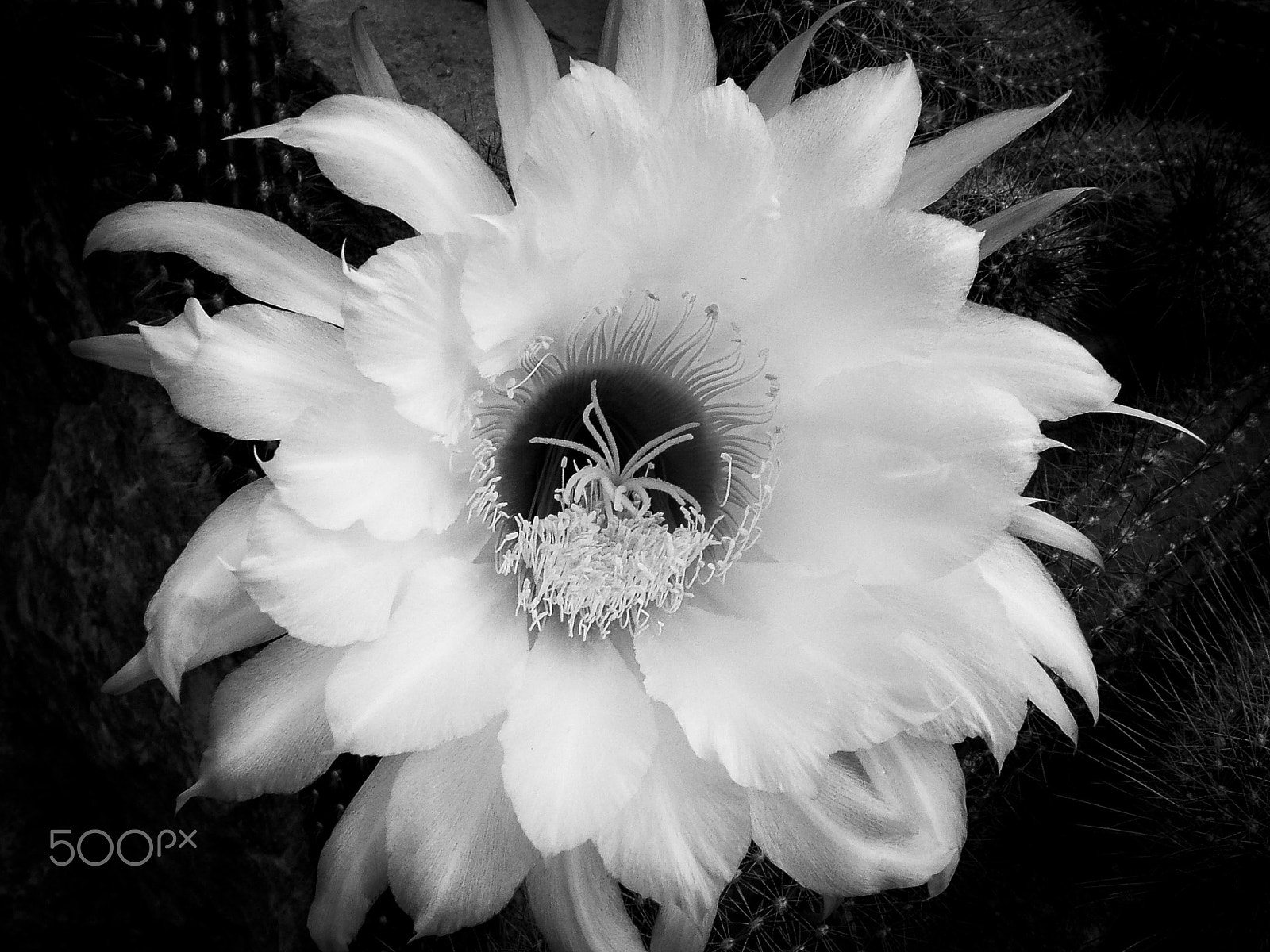 Fujifilm FinePix E550 sample photo. Cactus flower photography