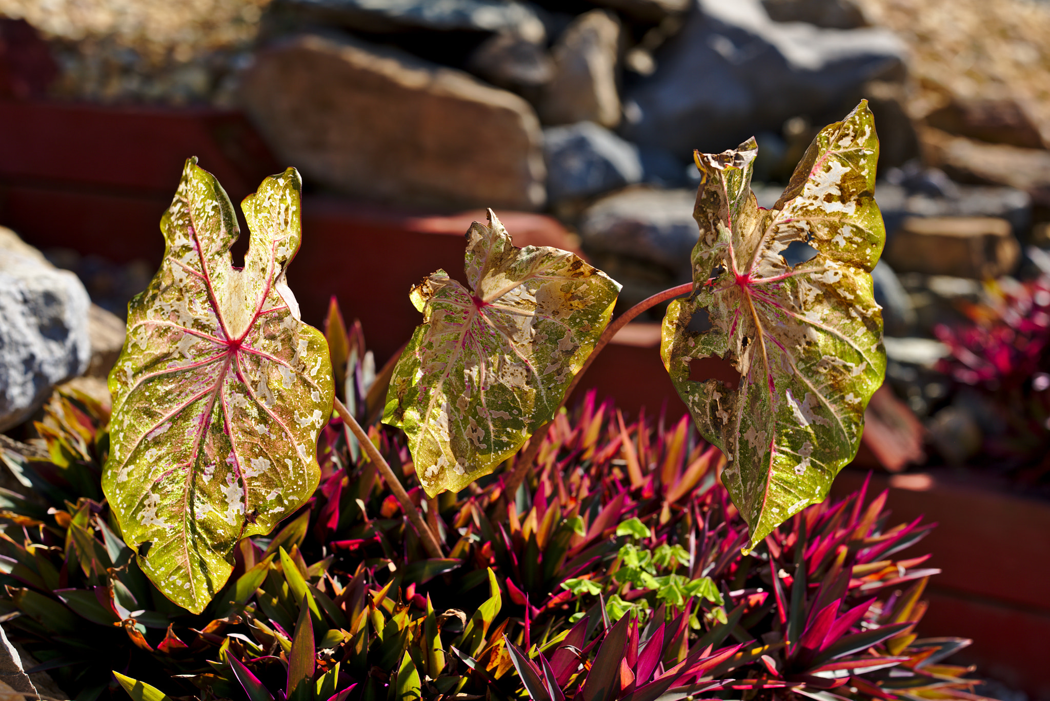 Nikon D810 + ZEISS Otus 85mm F1.4 sample photo. Angel wings or caladium photography