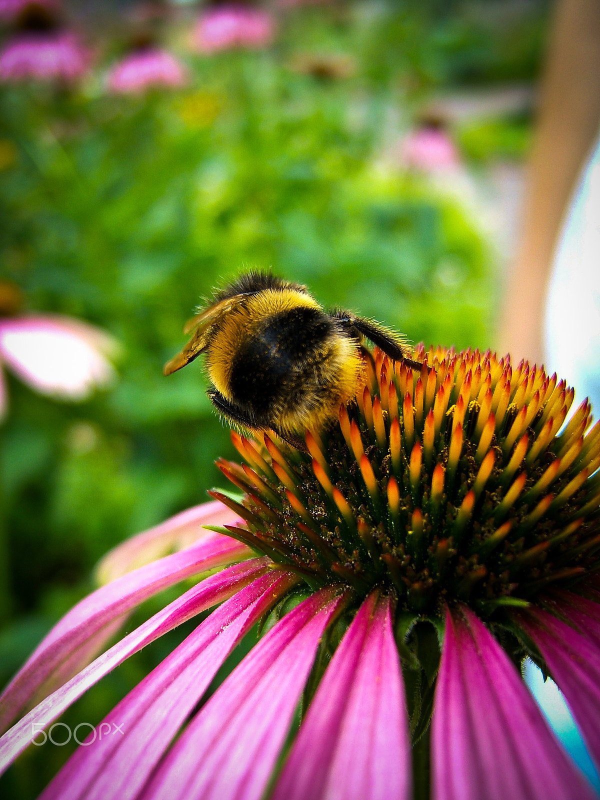 Fujifilm FinePix E550 sample photo. Sleeping bee photography