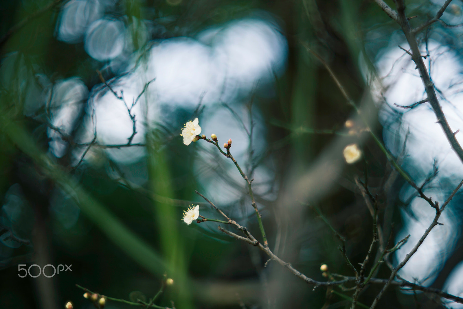 Noctilux-M 1:1/50 sample photo. Waiting for spring photography