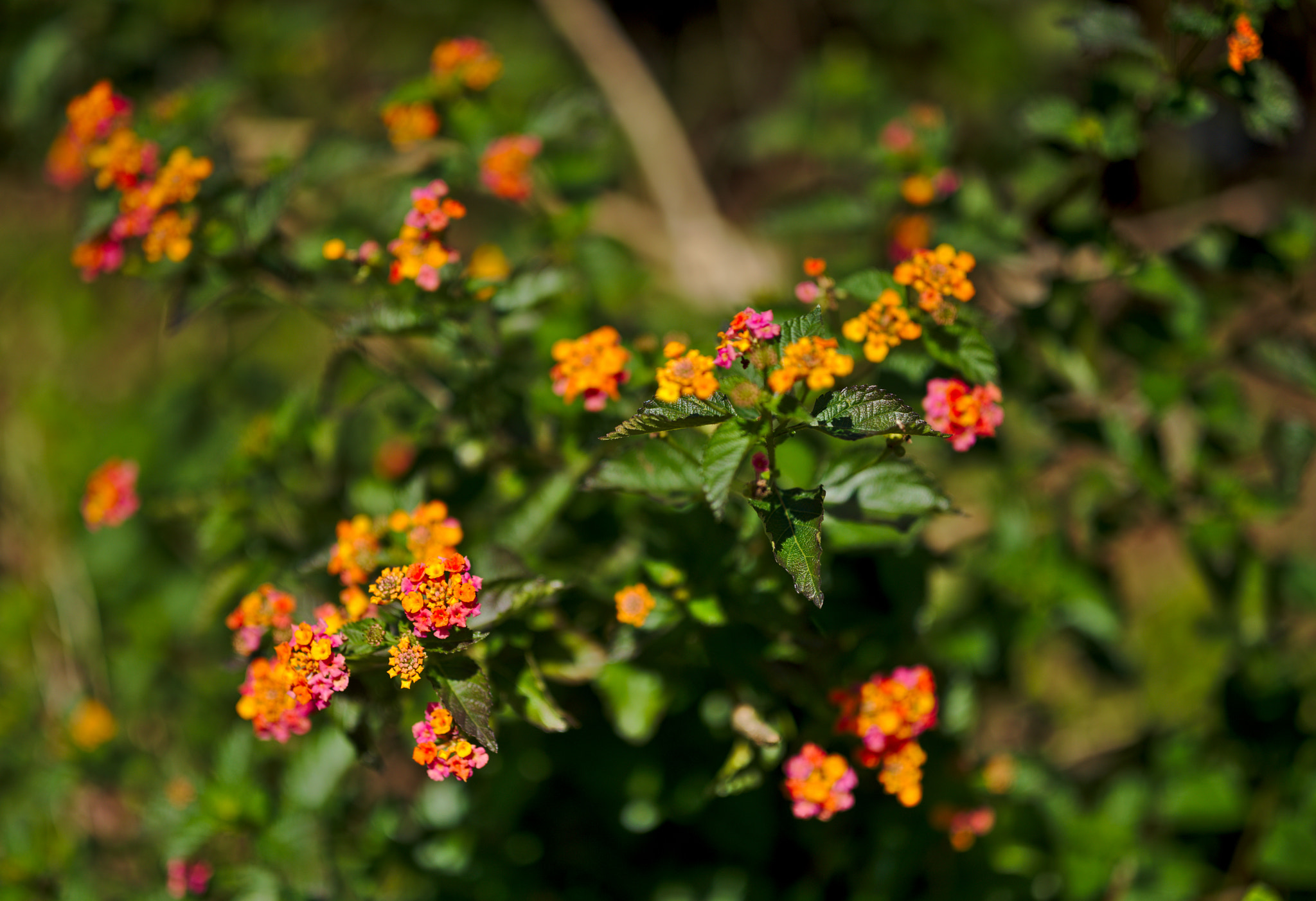 ZEISS Otus 85mm F1.4 sample photo. Lantana camara or big-sage/tickberry photography