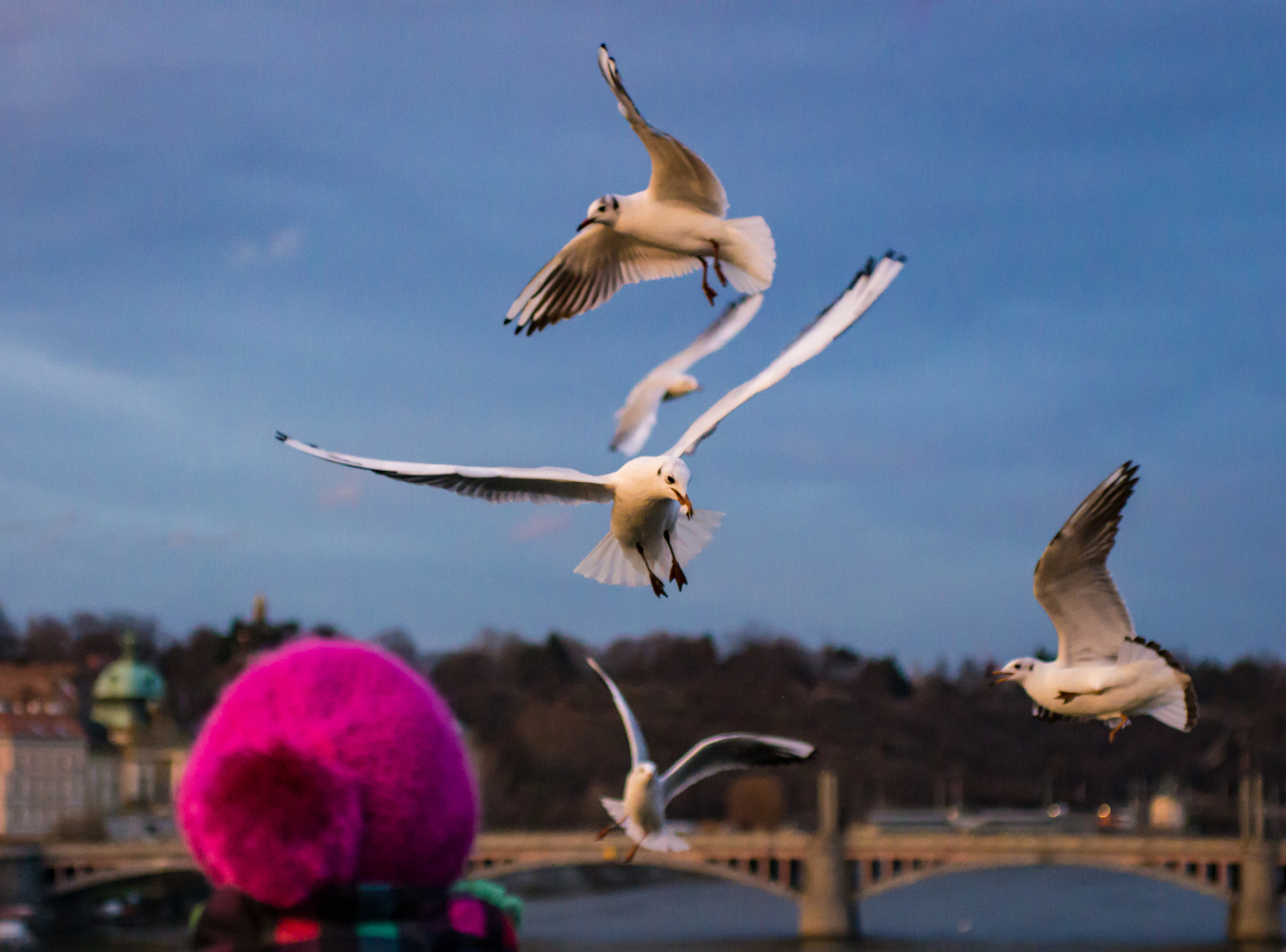 Pentax K-5 + smc PENTAX-F MACRO 50mm F2.8 sample photo. Charles bridge photography