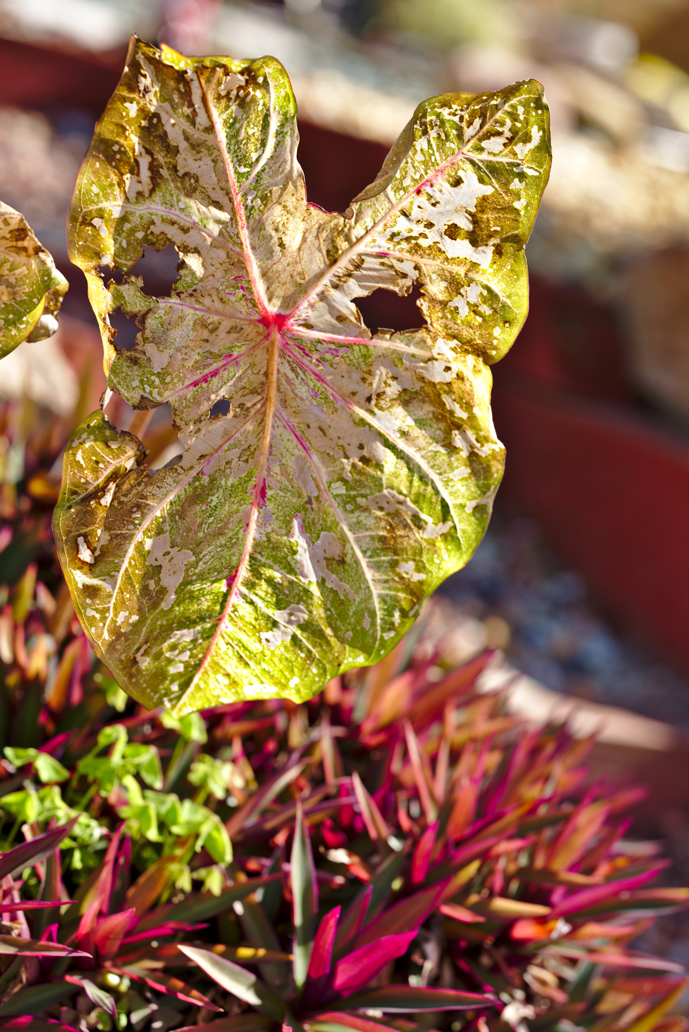 ZEISS Otus 85mm F1.4 sample photo. Angel wings / caladium ii photography