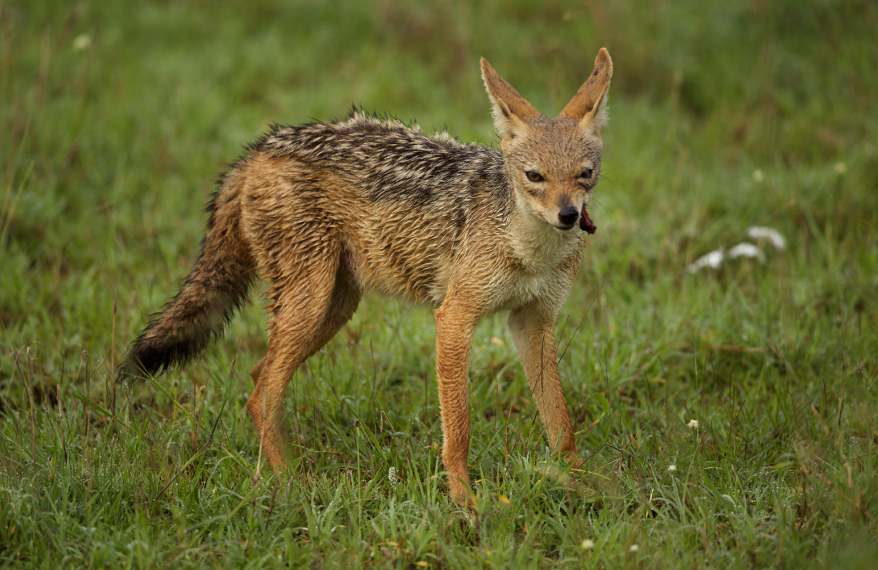 Canon EF 500mm F4L IS II USM sample photo. Silver-backed jackal photography