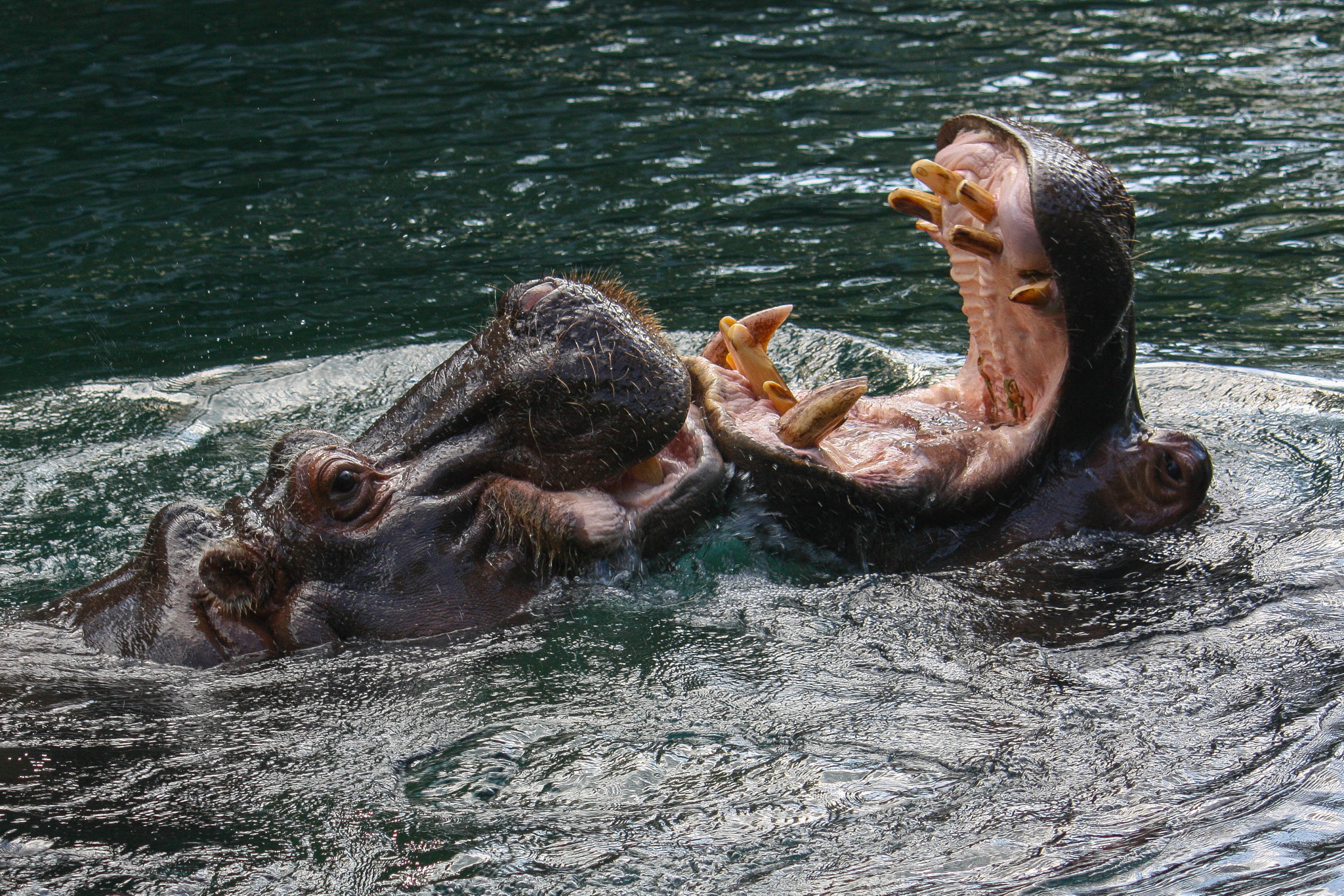 Hippos Talking It Up