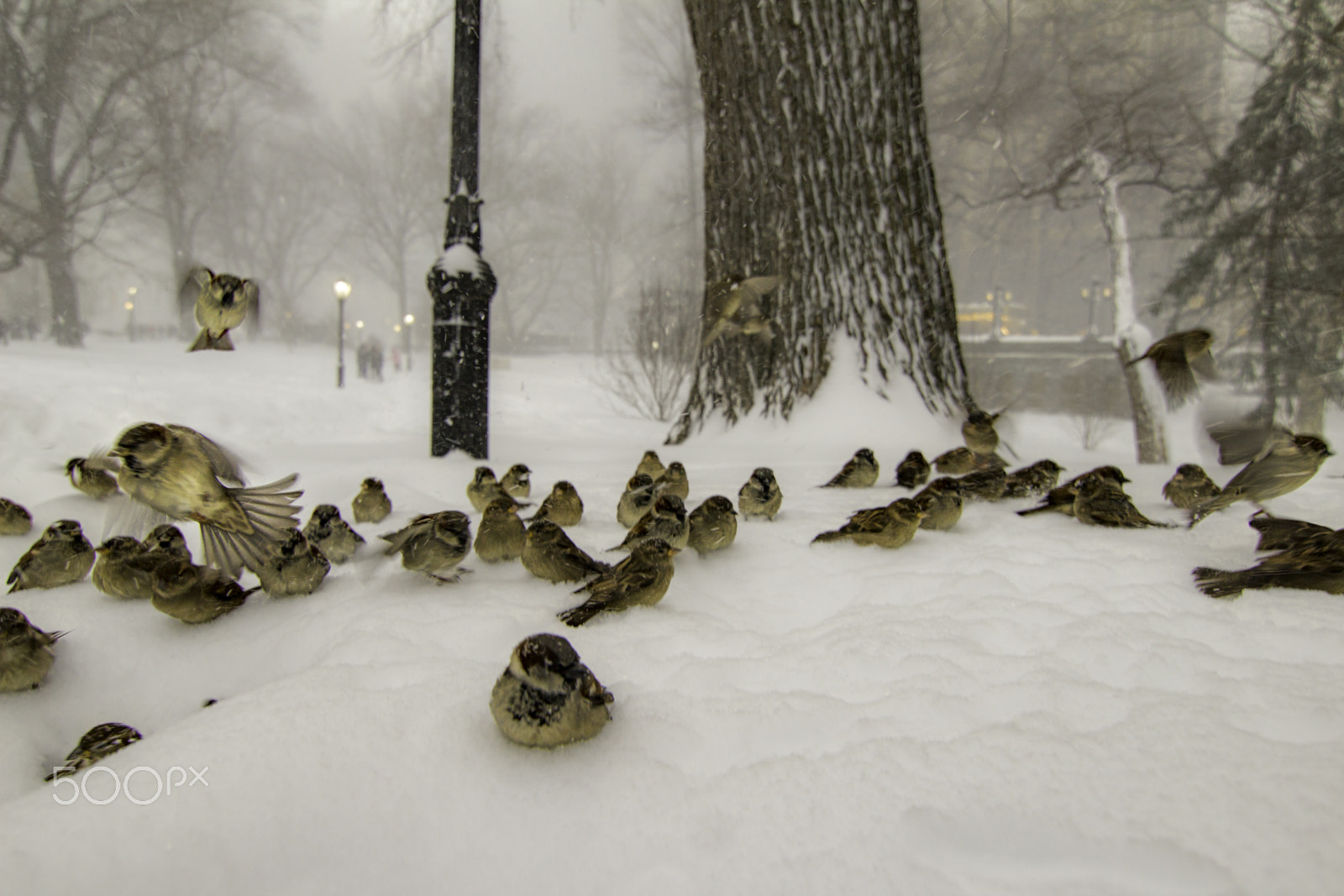 Canon EOS 1200D (EOS Rebel T5 / EOS Kiss X70 / EOS Hi) + Tokina AT-X Pro 11-16mm F2.8 DX sample photo. Central park sparrows in the snow photography