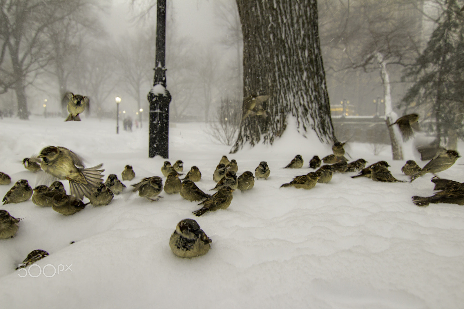 Canon EOS 1200D (EOS Rebel T5 / EOS Kiss X70 / EOS Hi) sample photo. Central park sparrows in the snow photography