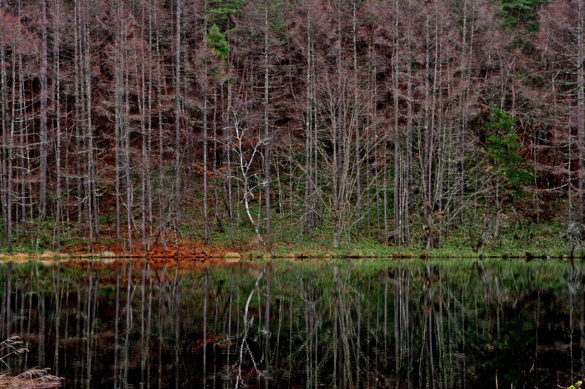 Sigma 17-70mm F2.8-4 DC Macro HSM Contemporary sample photo. Deep reflection photography