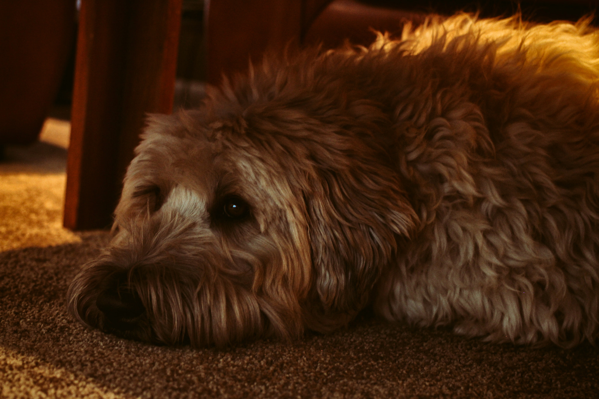Canon EF 40mm F2.8 STM sample photo. Charlie photography