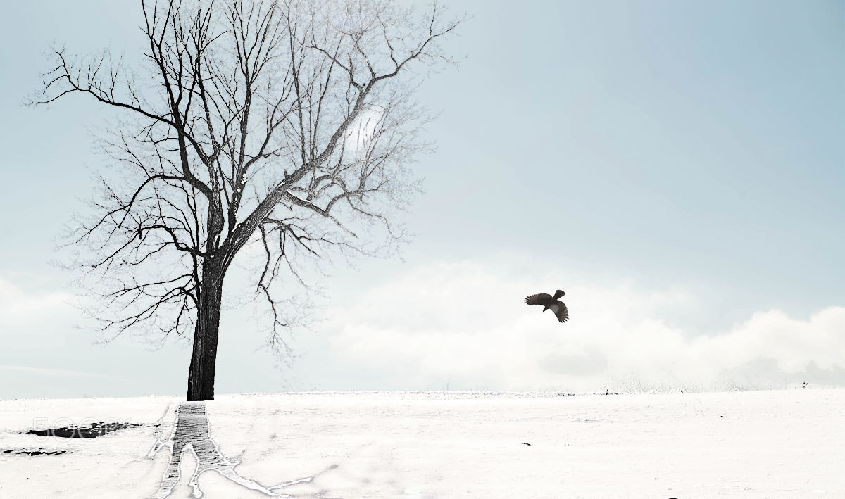 AF Zoom-Nikkor 24-50mm f/3.3-4.5 sample photo. Winter hawk photography