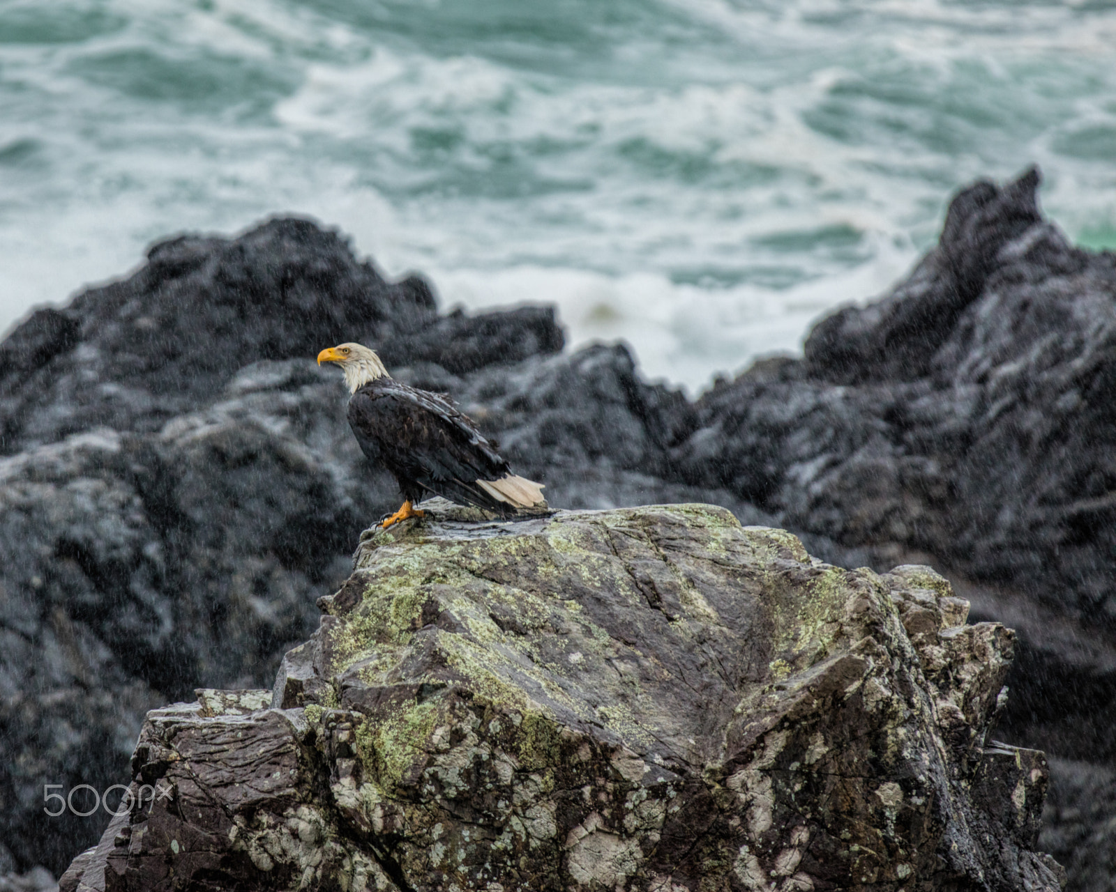 Canon EOS 5DS + Canon EF 70-200mm F2.8L IS II USM sample photo. Wet eagle photography