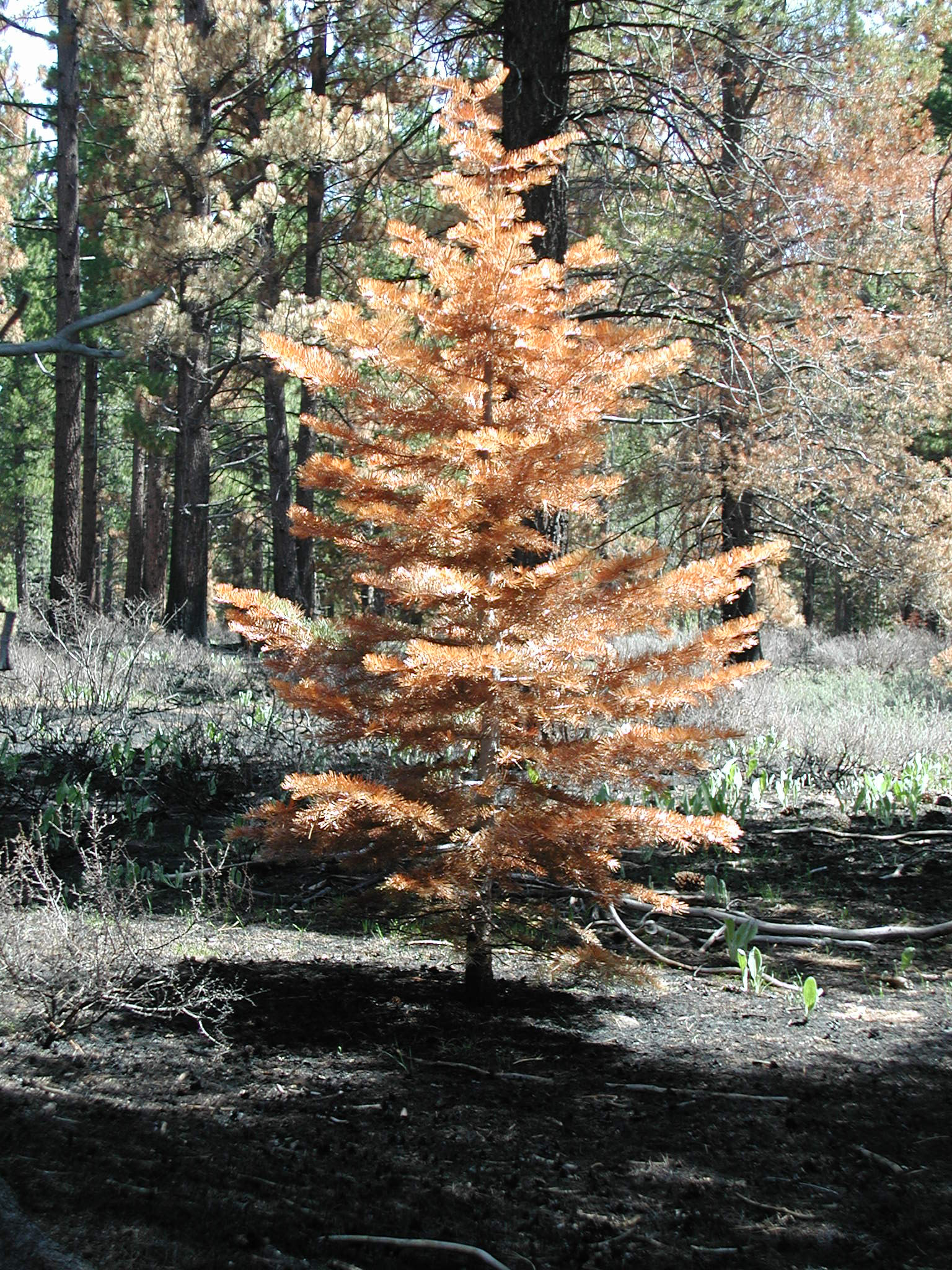 Olympus C3030Z sample photo. Burned out tree photography