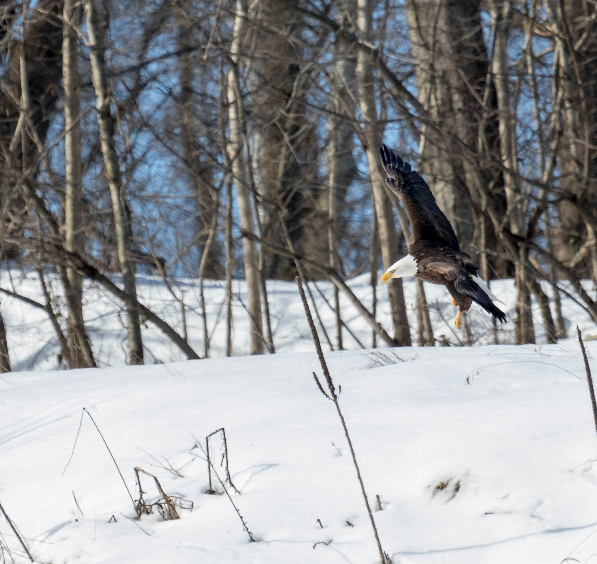 Canon EOS 750D (EOS Rebel T6i / EOS Kiss X8i) + Canon EF 100-400mm F4.5-5.6L IS USM sample photo. Bald eagle over snow photography