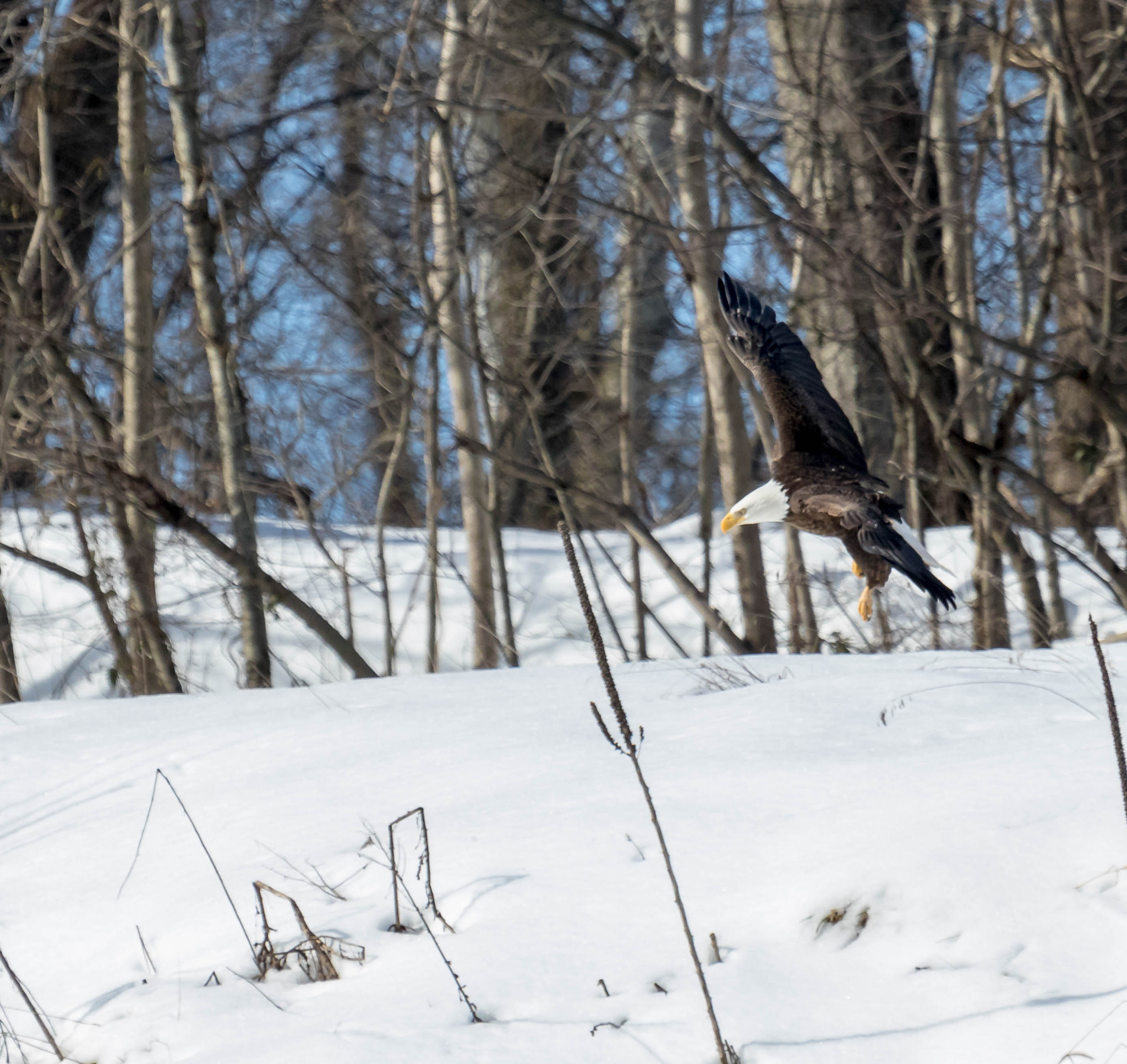 Canon EF 100-400mm F4.5-5.6L IS USM sample photo. Bald eagle over snow photography